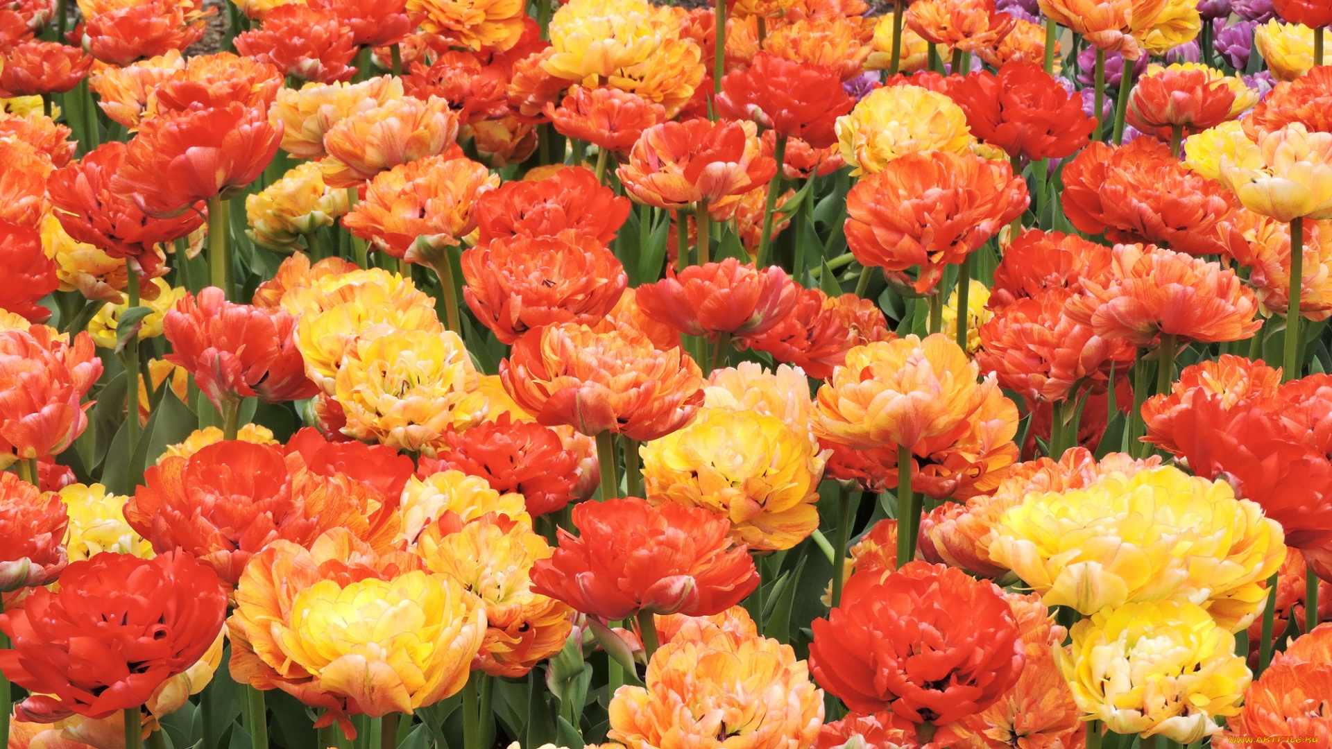 цветы, тюльпаны, красота, фото, пионовидные, весна