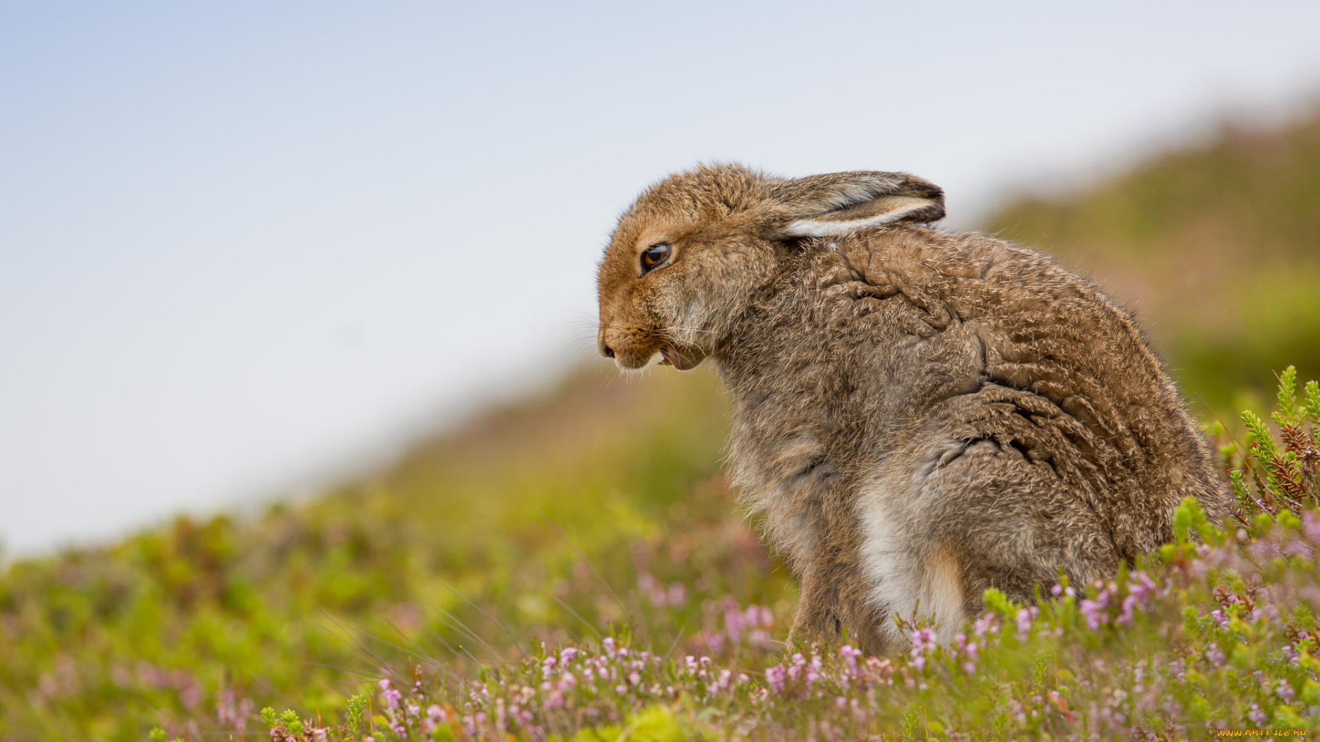животные, кролики, , зайцы, животное, цветы, природа, трава, заяц