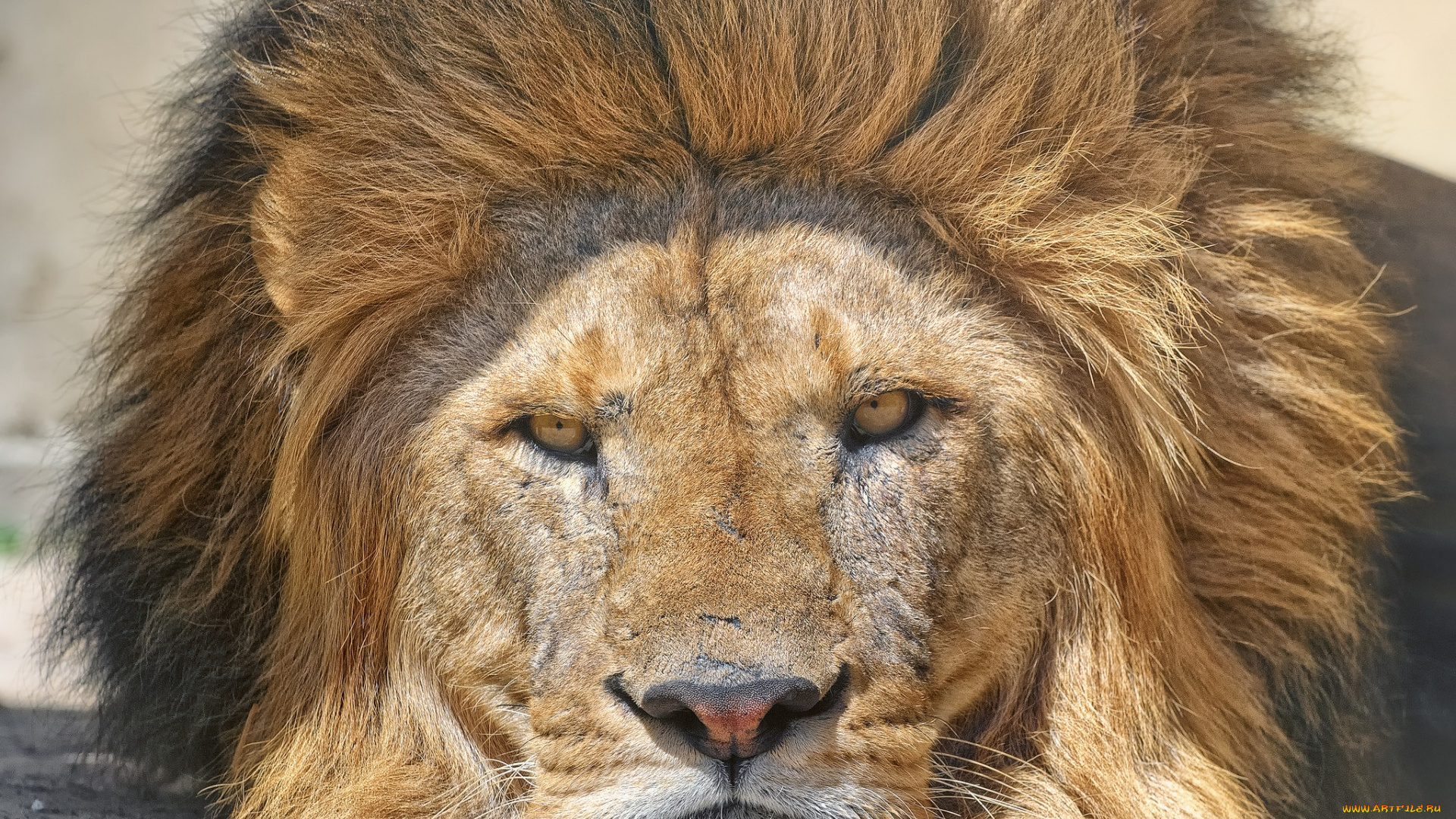 животные, львы, профиль, взгляд, морда