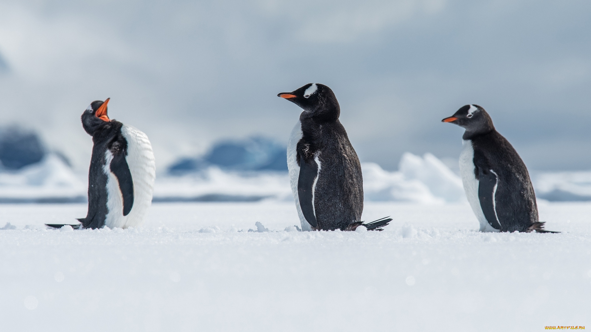 животные, пингвины, зима