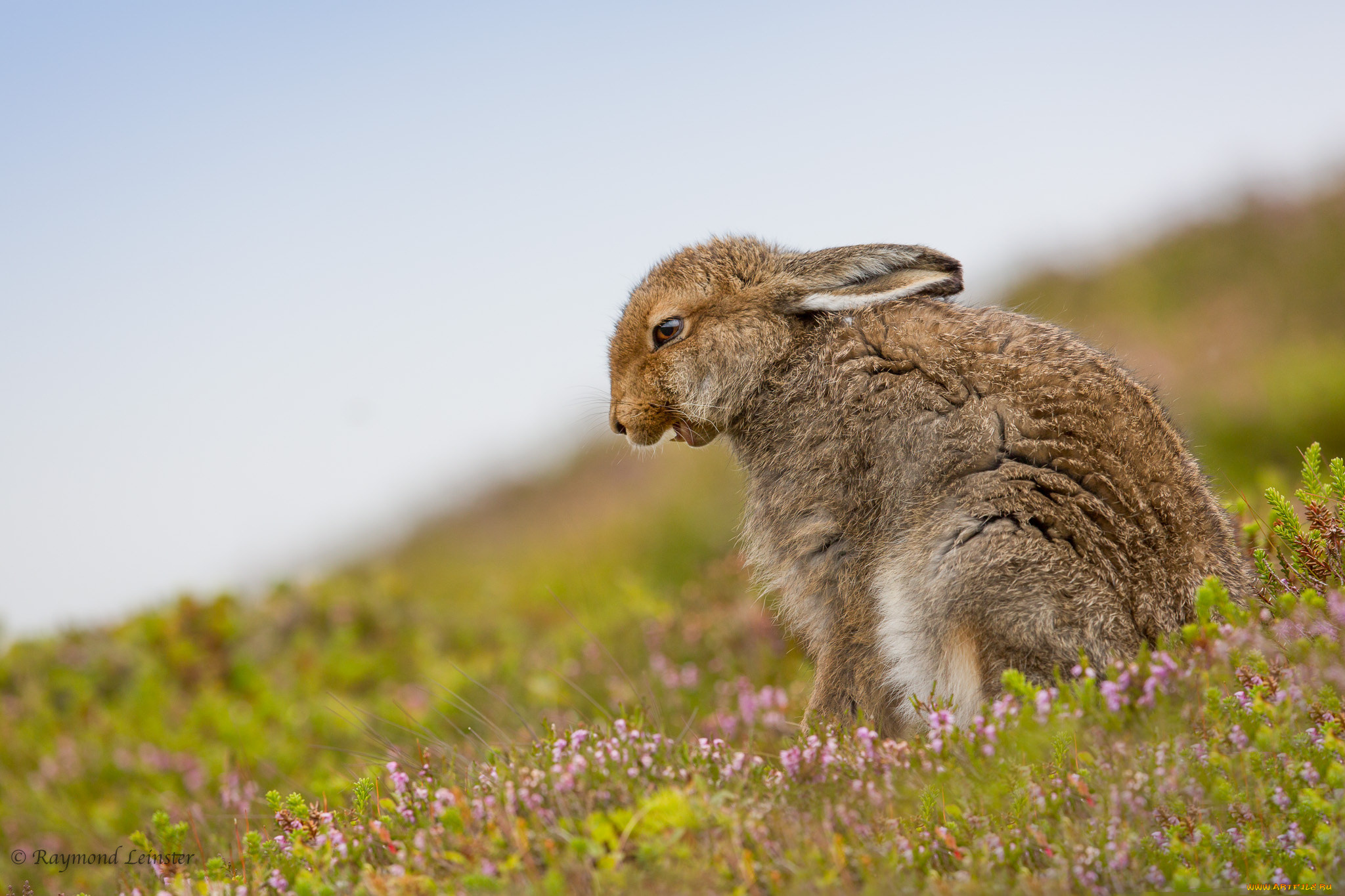 животные, кролики, , зайцы, животное, цветы, природа, трава, заяц