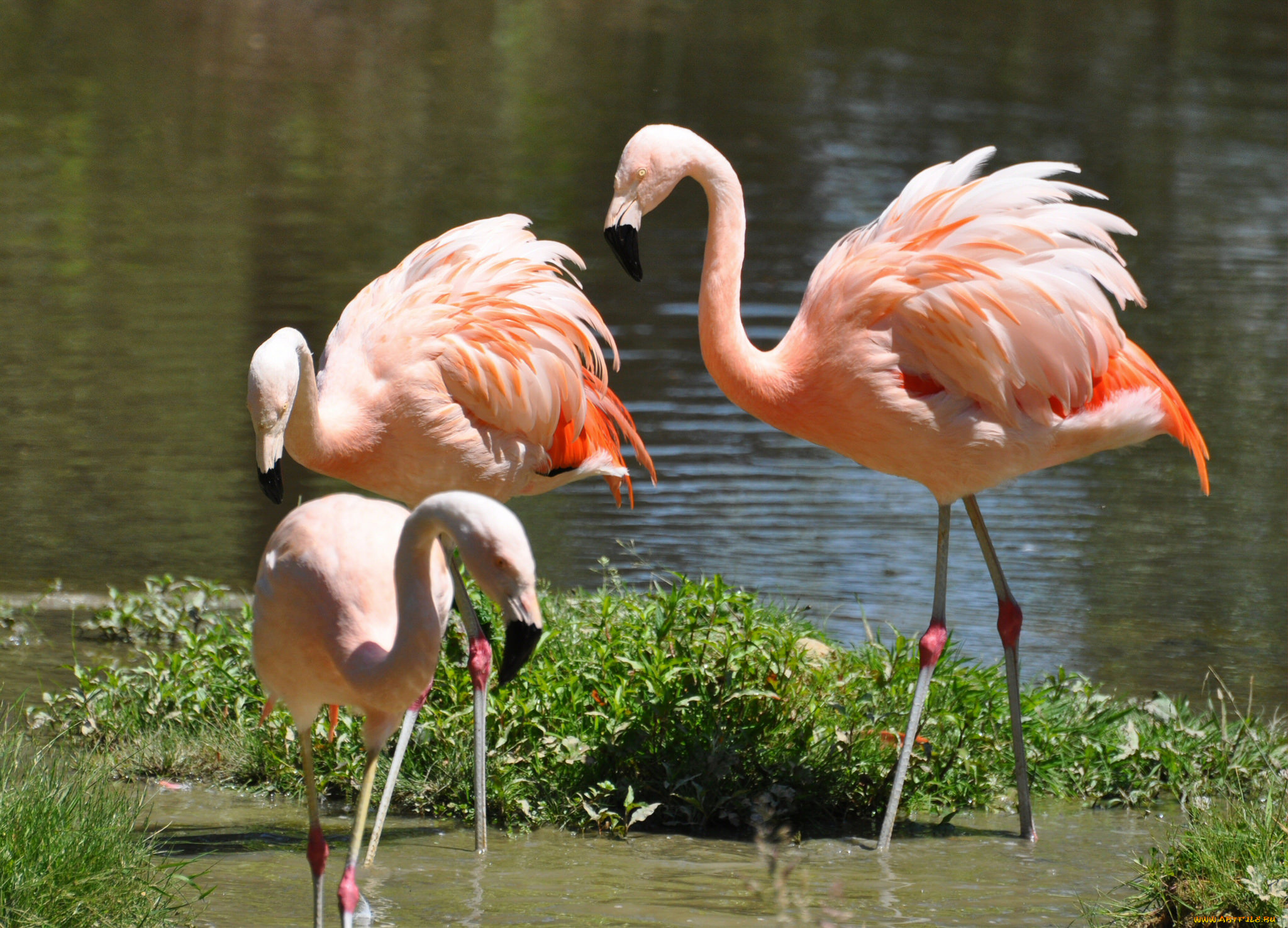 животные, фламинго, много, розовый, вода, природа