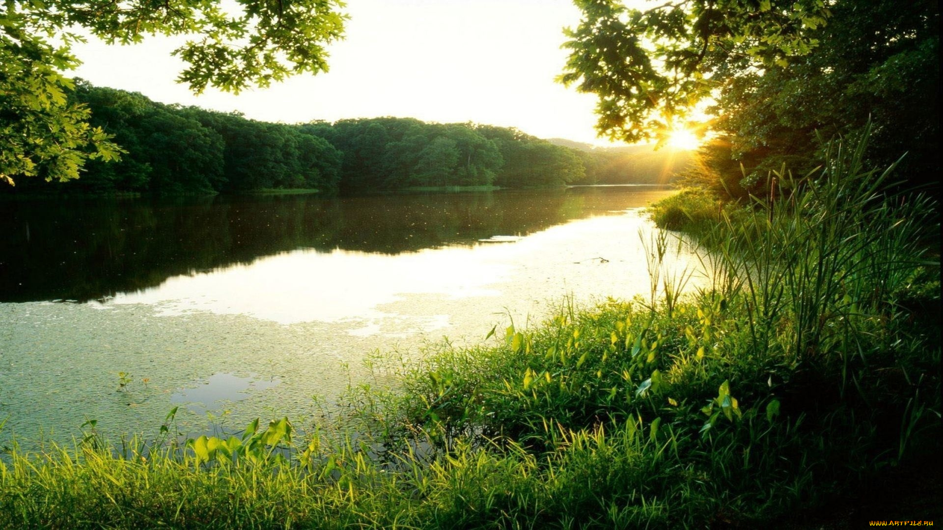 лето, природа, реки, озера, зелень, река, лес