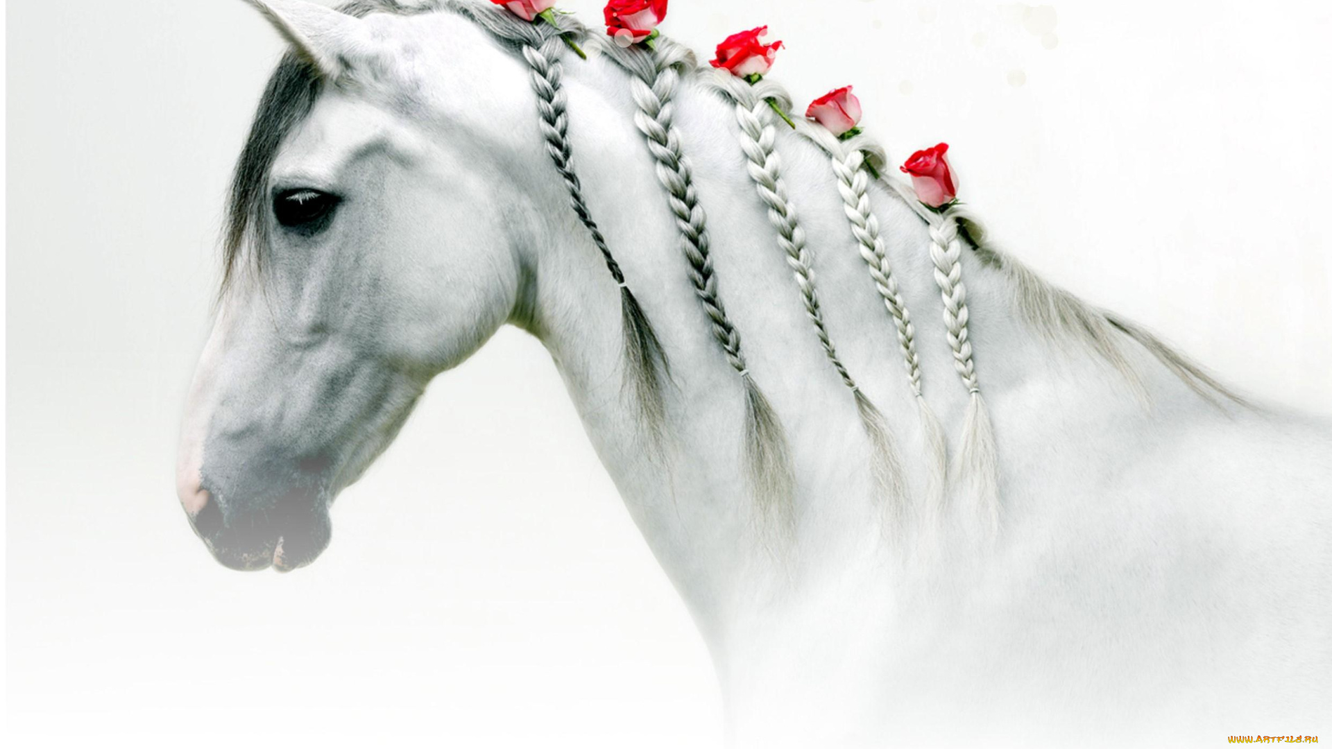 животные, лошади, розы, цветы, косички, голова, белая, лошадь