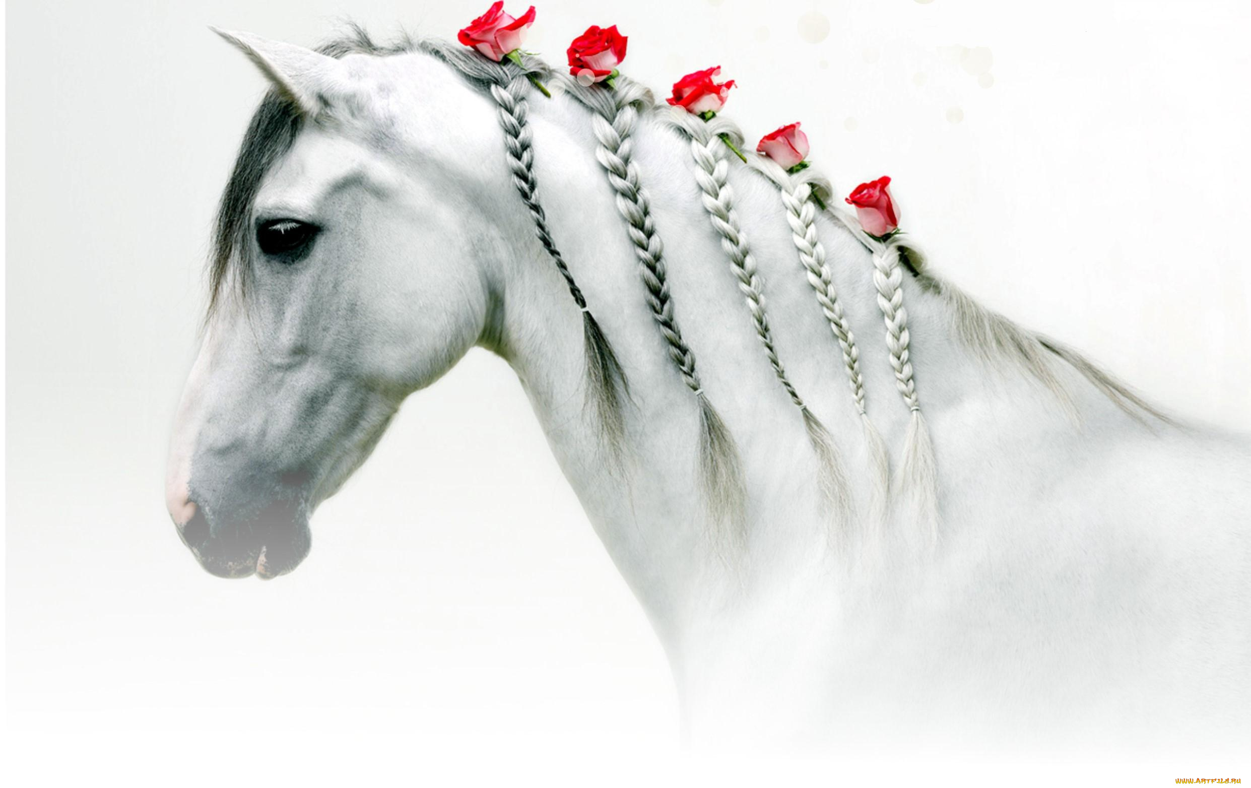 животные, лошади, розы, цветы, косички, голова, белая, лошадь