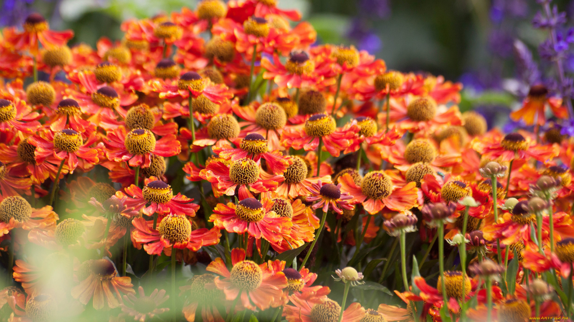 цветы, гайлардии, , гелениумы, цветки, лепестки, flowers, petals, цветение, гелениум, flowering