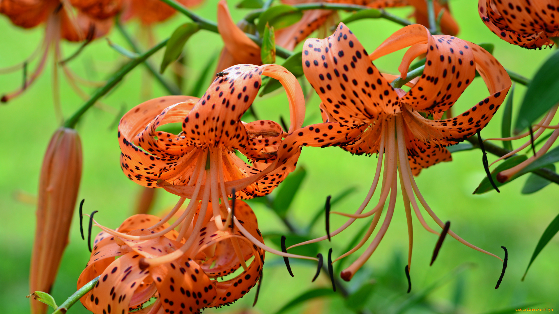 цветы, лилии, , лилейники, lily, лепестки, цветение, petals, bloom