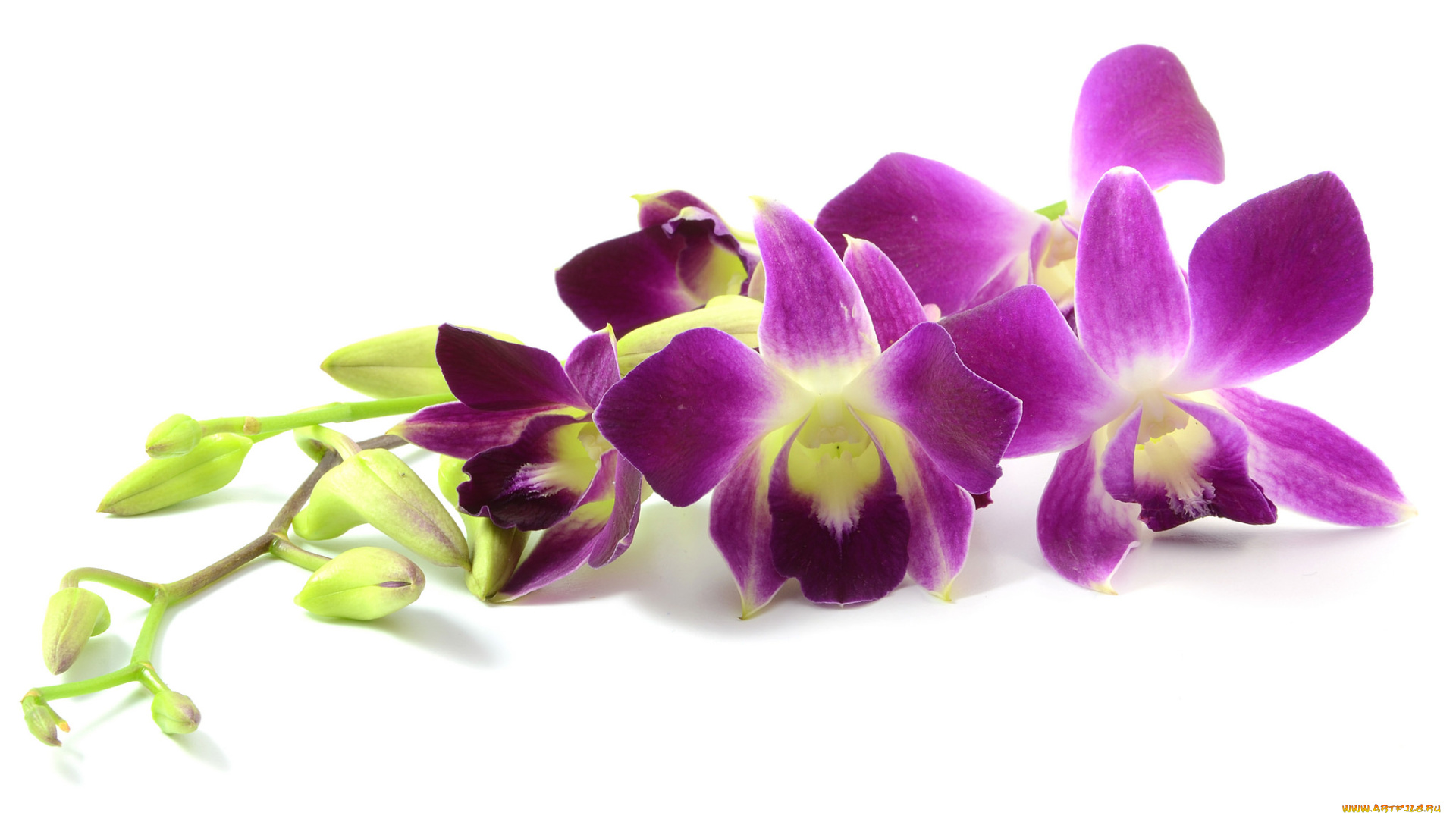 цветы, орхидеи, белый, фон, сиреневая, лепестки, цветение