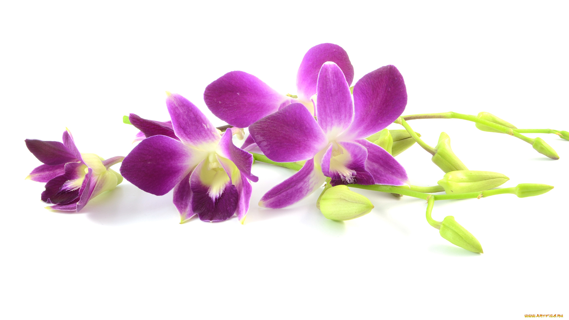 цветы, орхидеи, белый, фон, сиреневая, лепестки, цветение