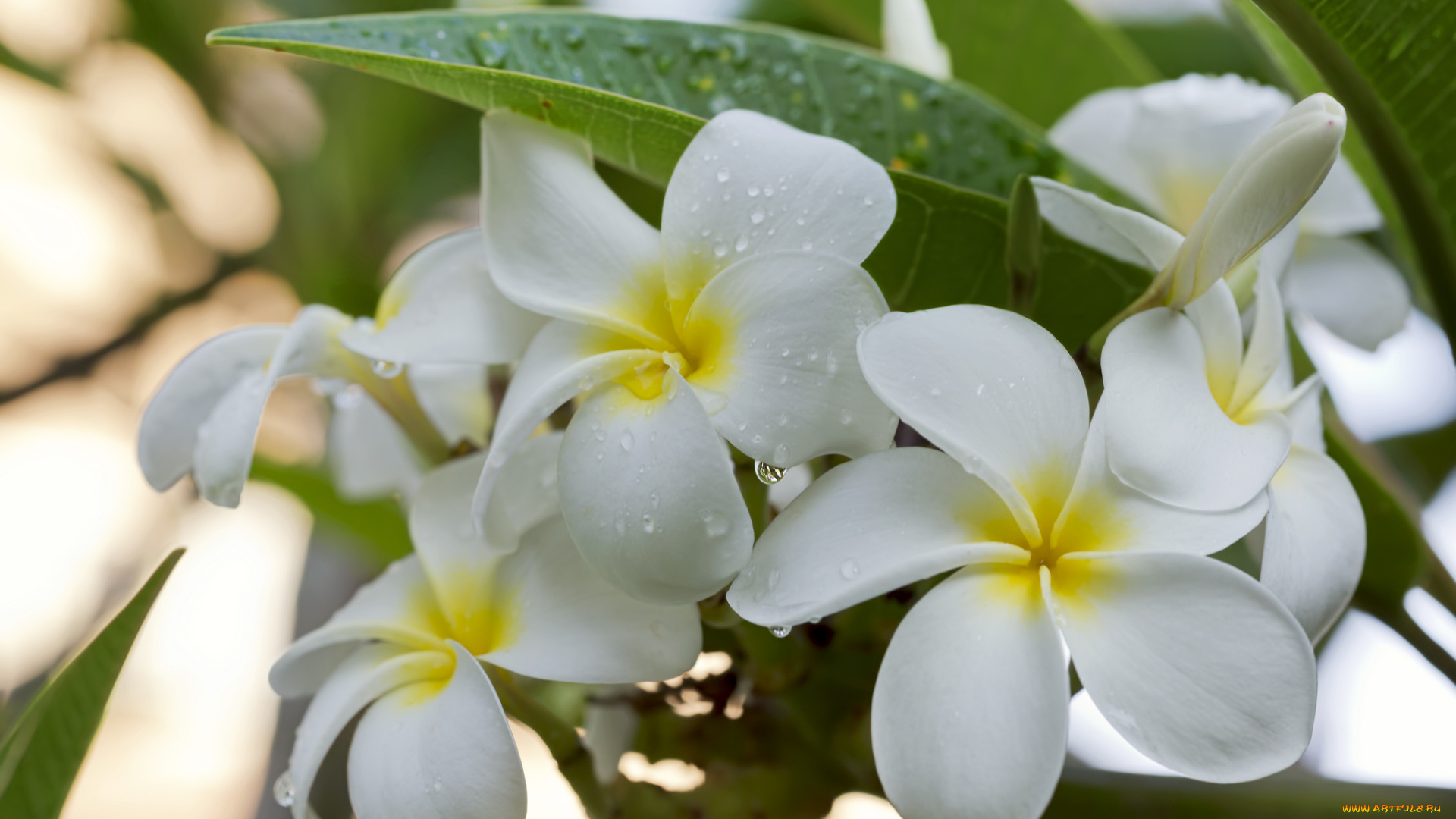 цветы, плюмерия, flowering, лепестки, branch, leaves, plumeria, petals, цветение, листья, ветка