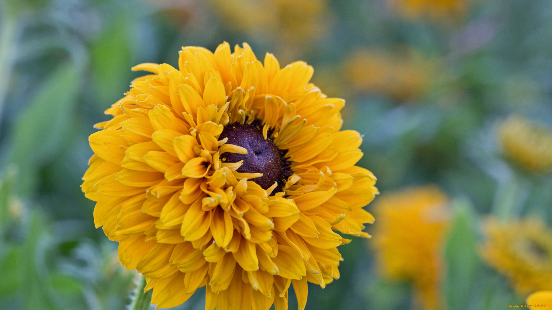 цветы, подсолнухи, bloom, flowers, petals, sunflower, цветение, лепестки, подсолнух