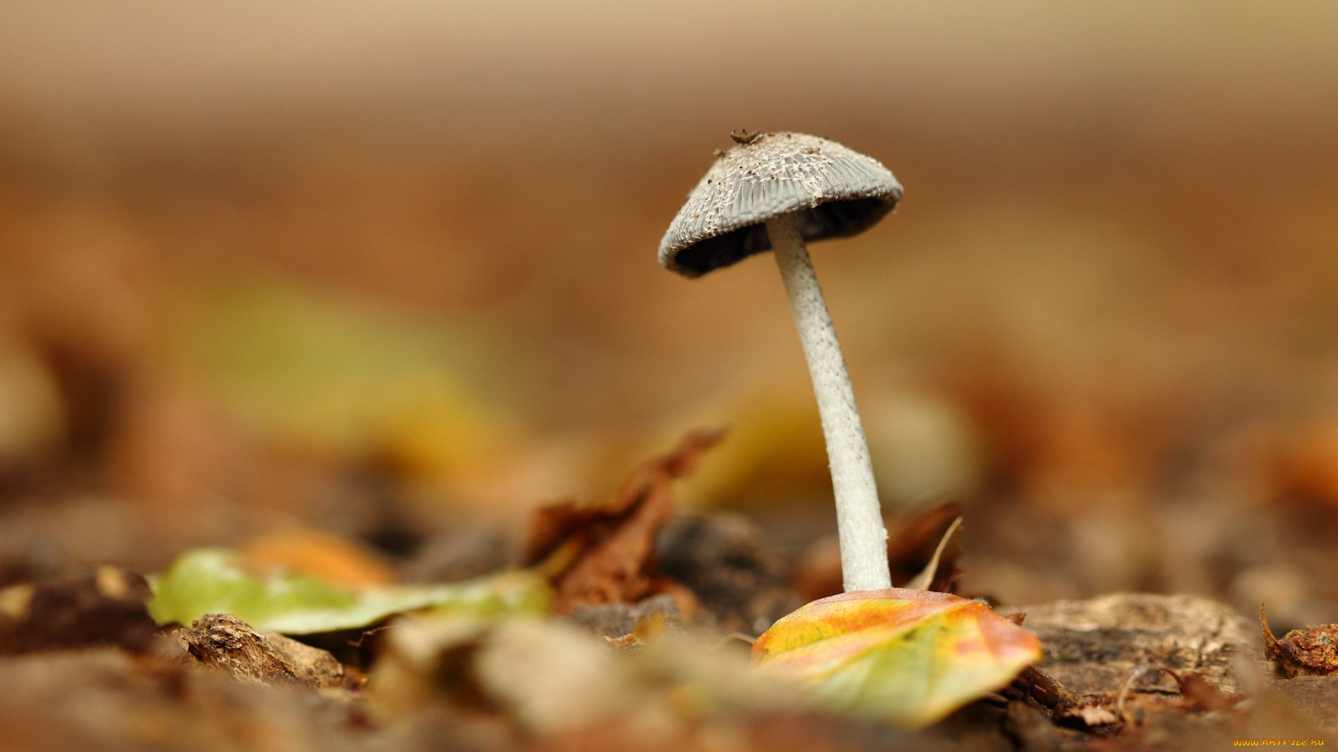 природа, грибы, листья, фон, гриб, грибок, макро, осень
