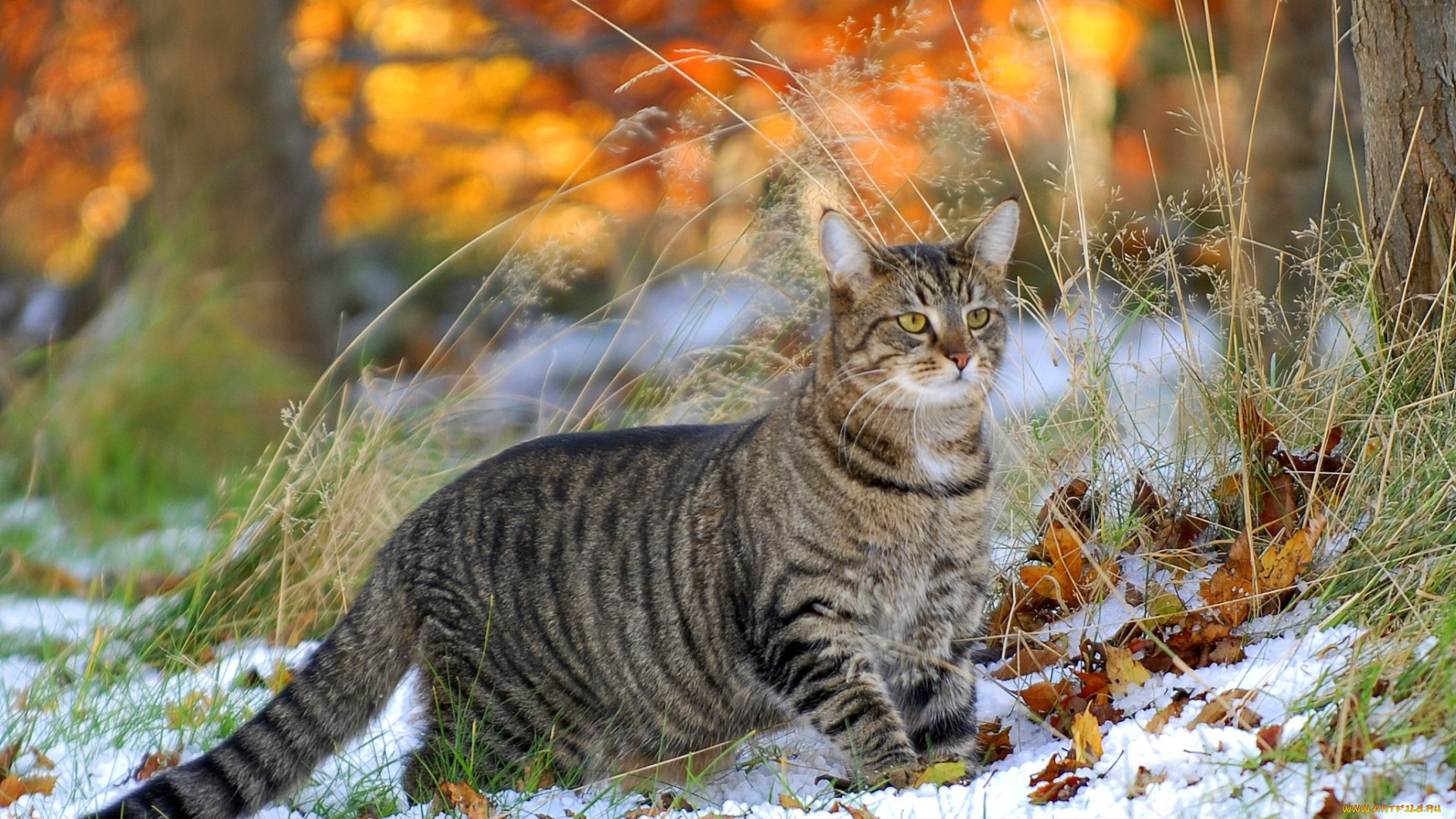 животные, коты, кошка, трава, листья, снег