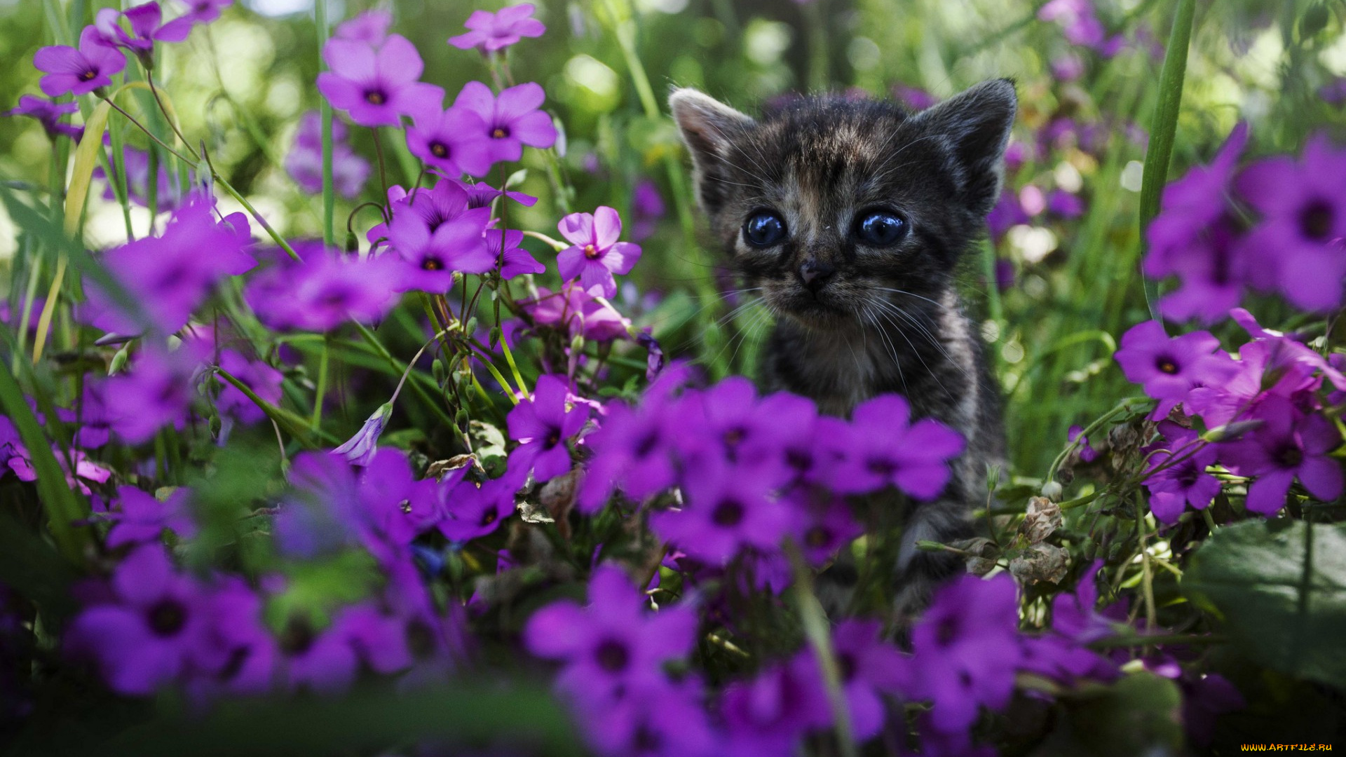животные, коты, котенок, цветы