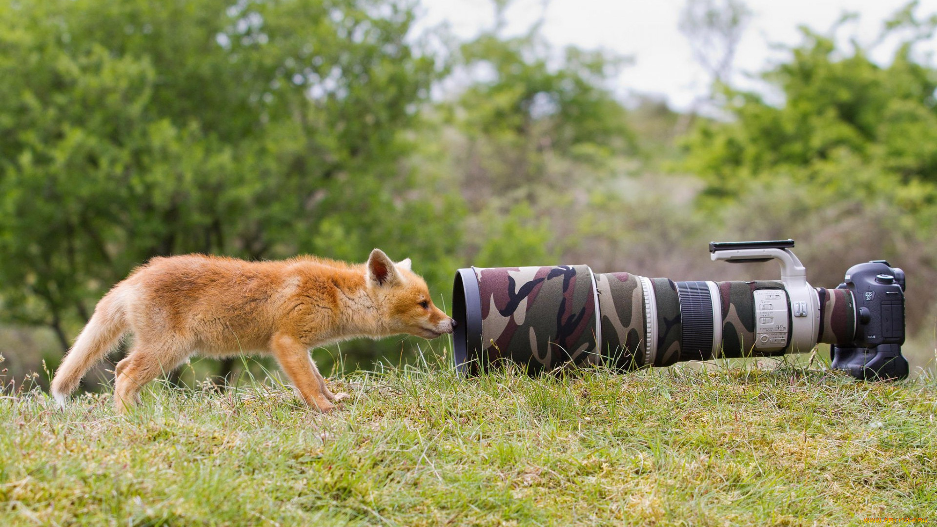 животные, лисы, лис, камера