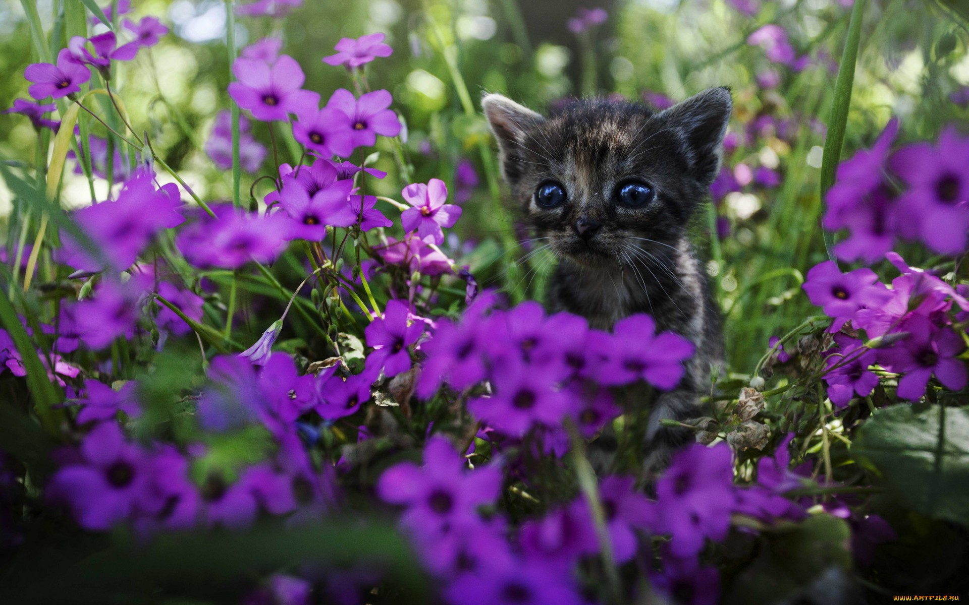 животные, коты, котенок, цветы
