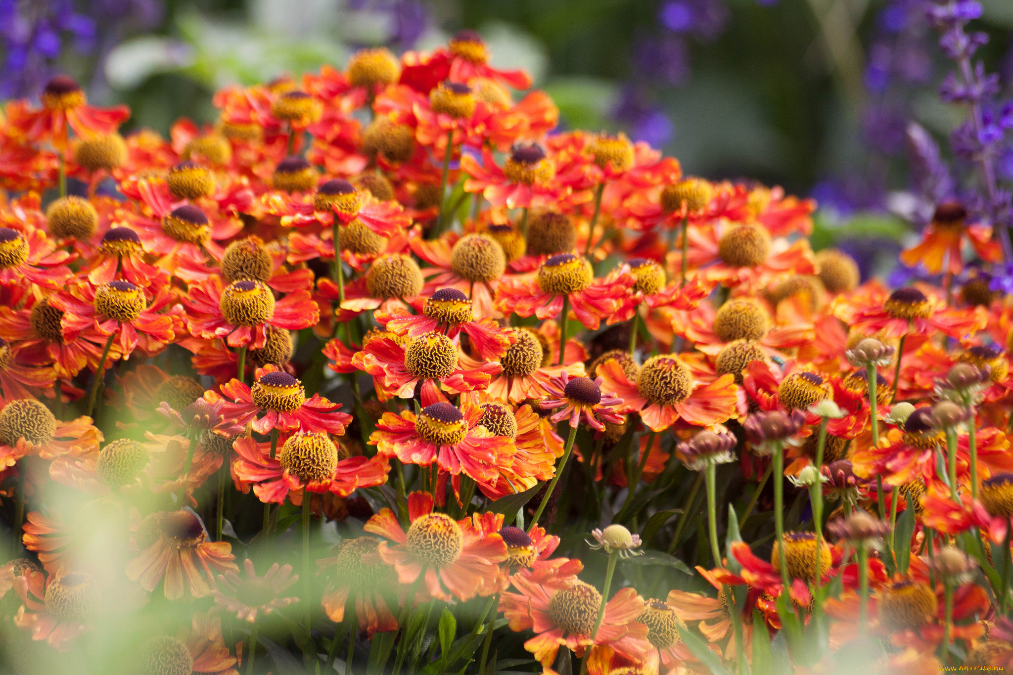 цветы, гайлардии, , гелениумы, цветки, лепестки, flowers, petals, цветение, гелениум, flowering