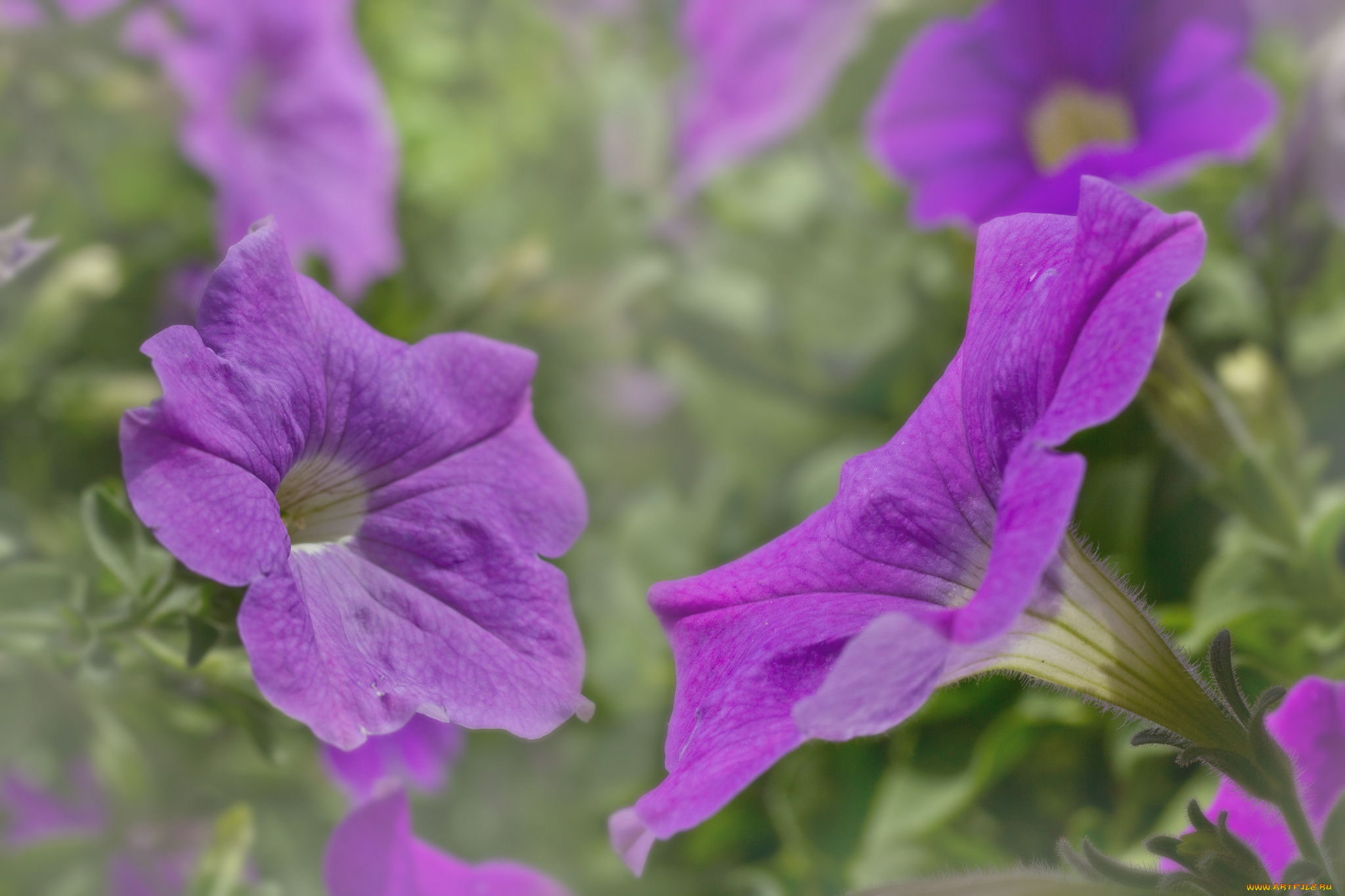 цветы, петунии, , калибрахоа, brightness, петуния, color, flowers, petunia, яркость, цвет