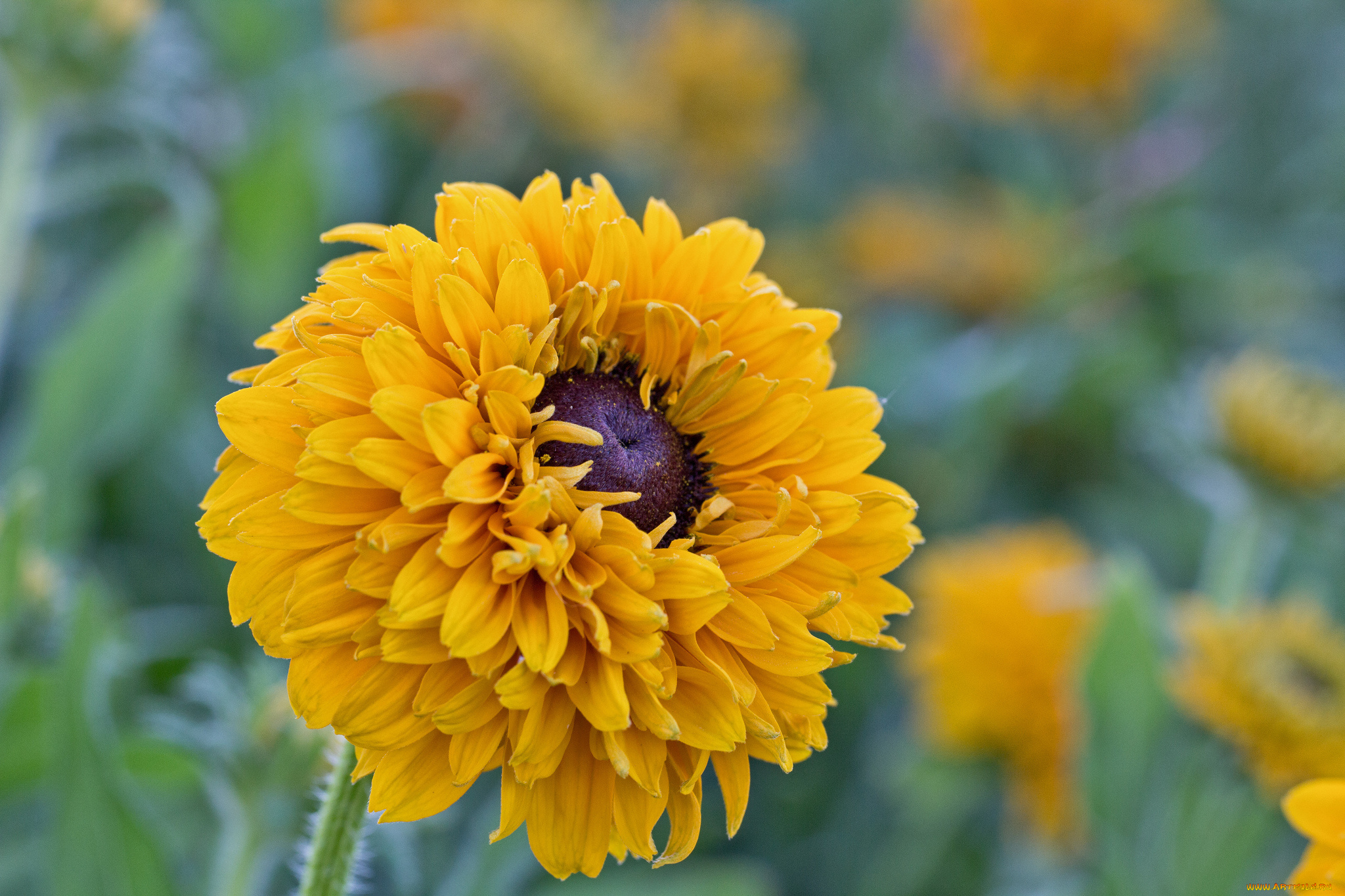 цветы, подсолнухи, bloom, flowers, petals, sunflower, цветение, лепестки, подсолнух