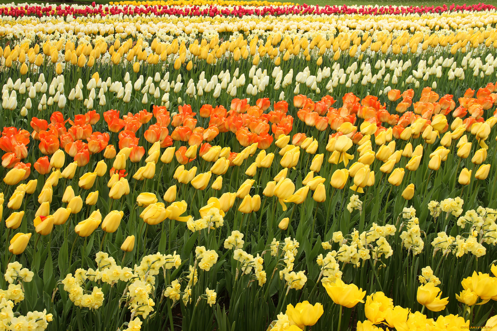 цветы, разные, вместе, нарциссы, белые, тюльпаны, цветение, лепестки, оранжевые, желтые