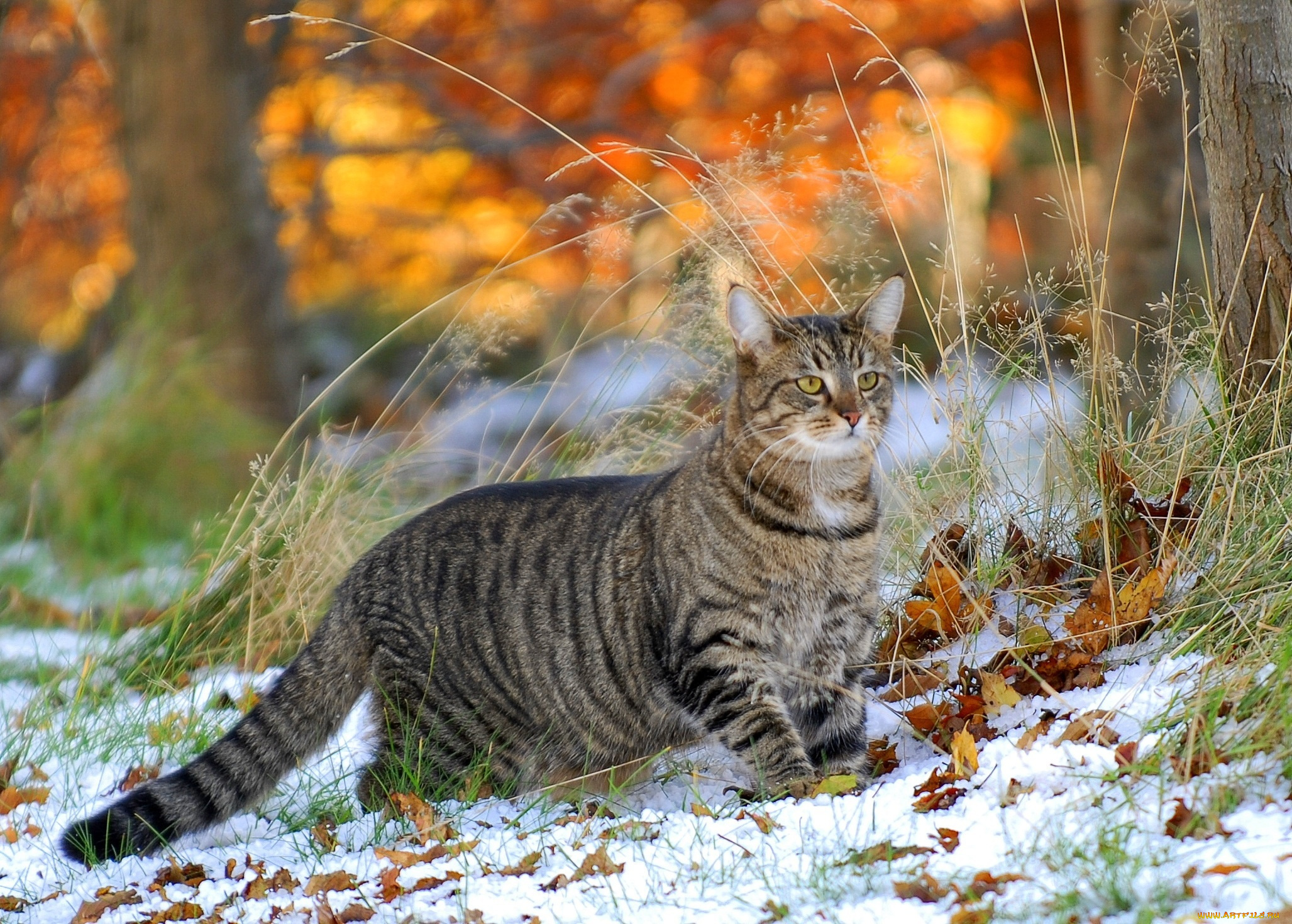 животные, коты, кошка, трава, листья, снег
