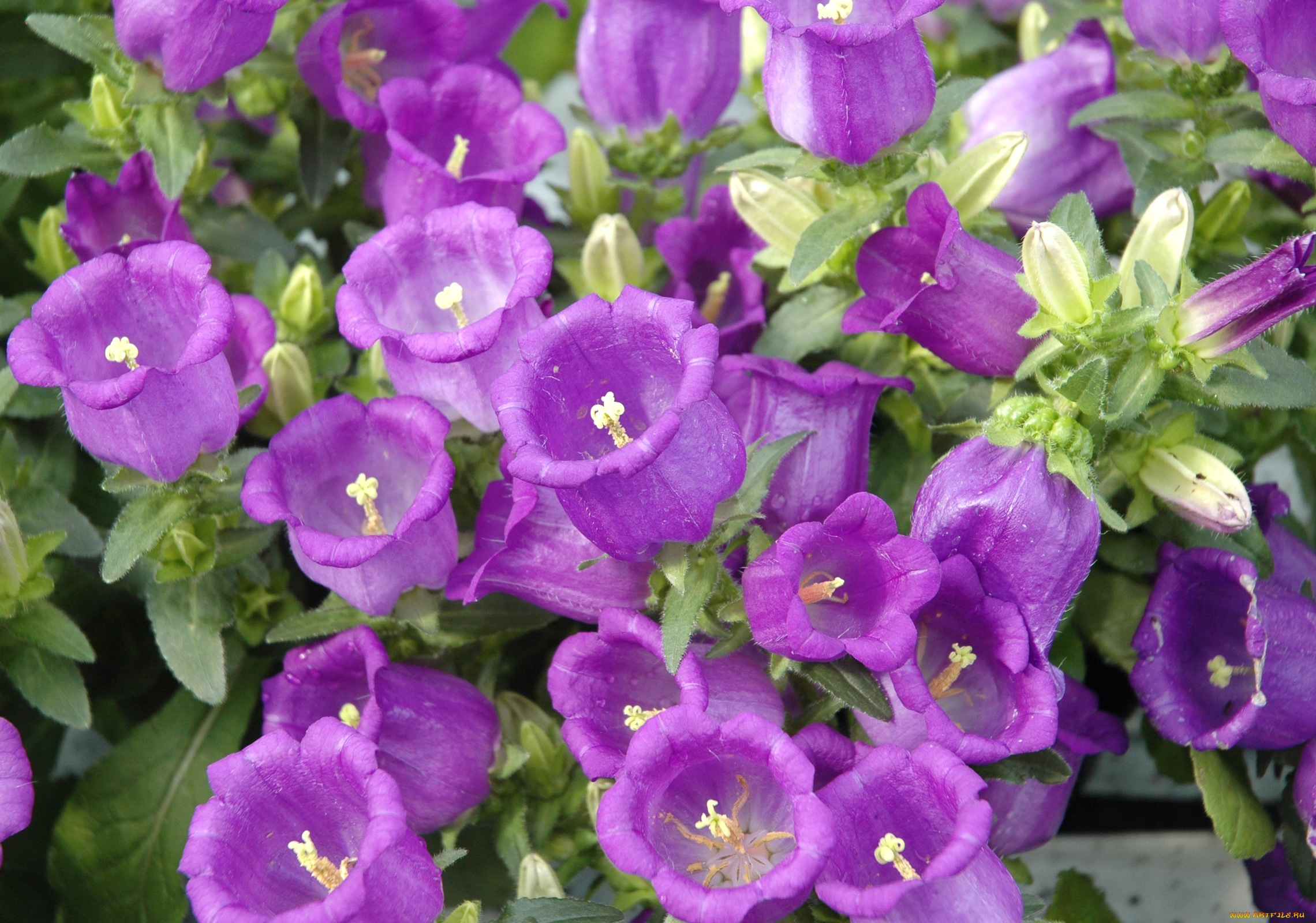 цветы, колокольчики, campanula, много