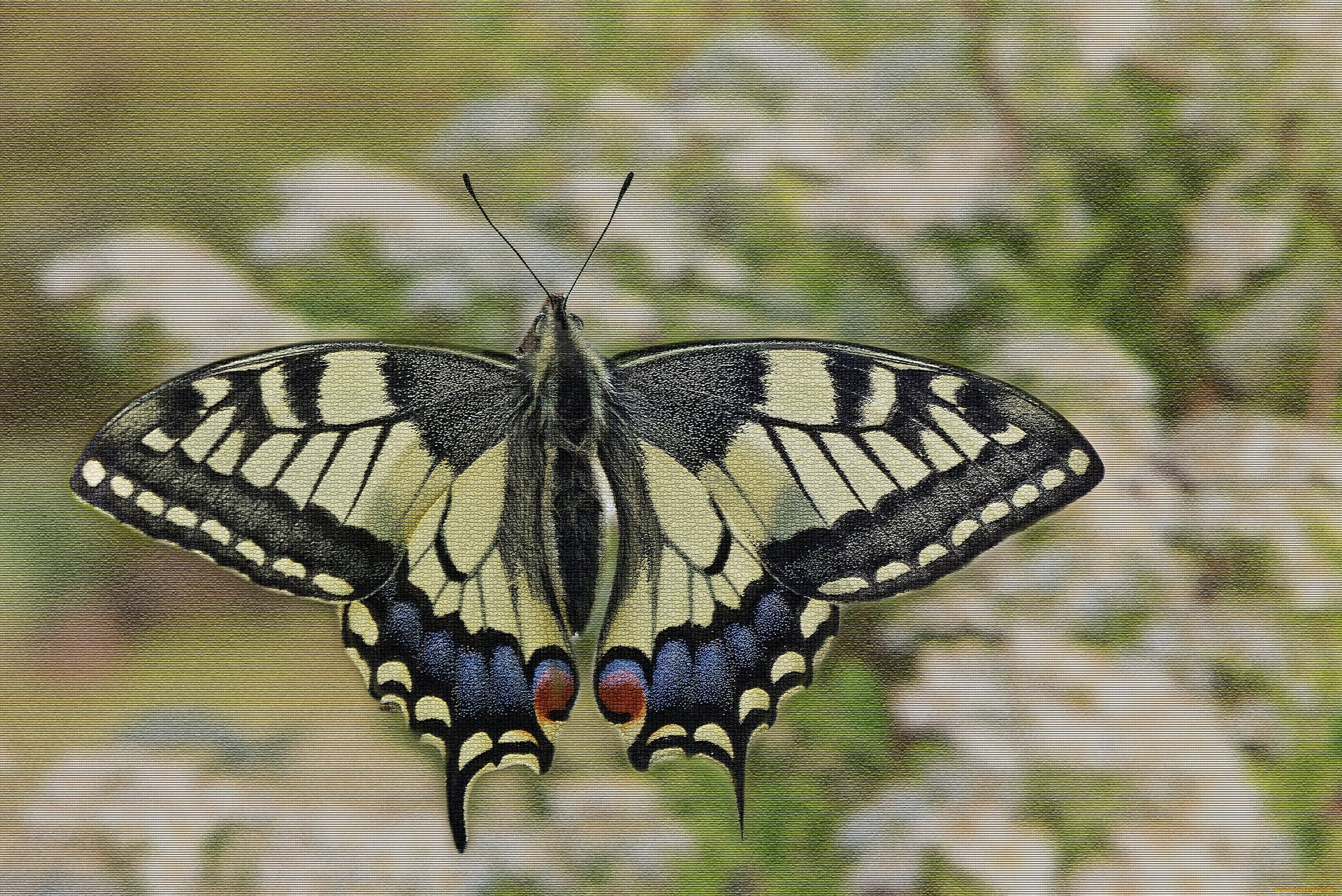 разное, компьютерный, дизайн, butterfly, расцветка, яркость, бабочка, colors, brightness