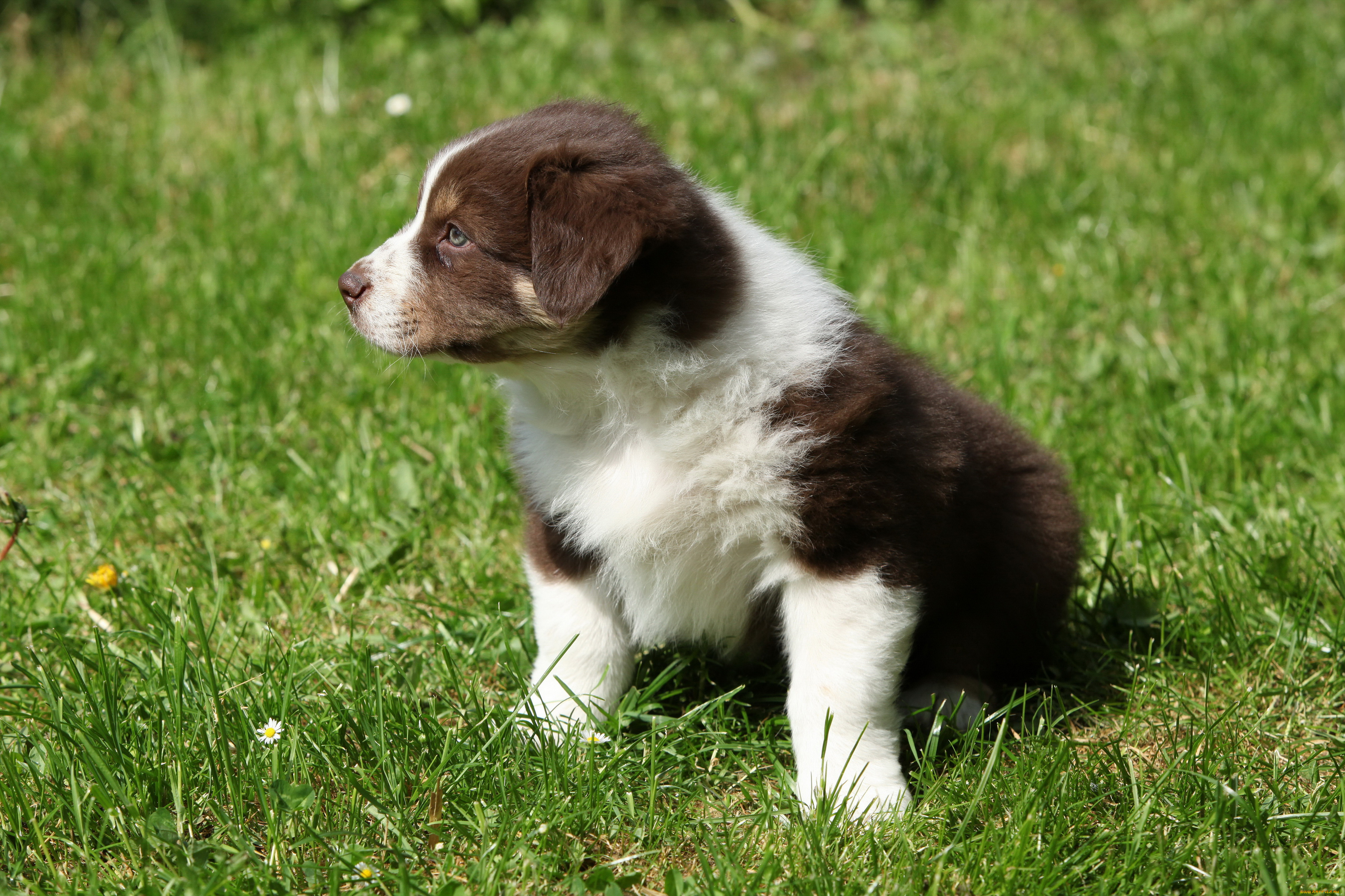 бородатый, колли, животные, собаки, bearded, collie, бородатый, колли, щенок, трава