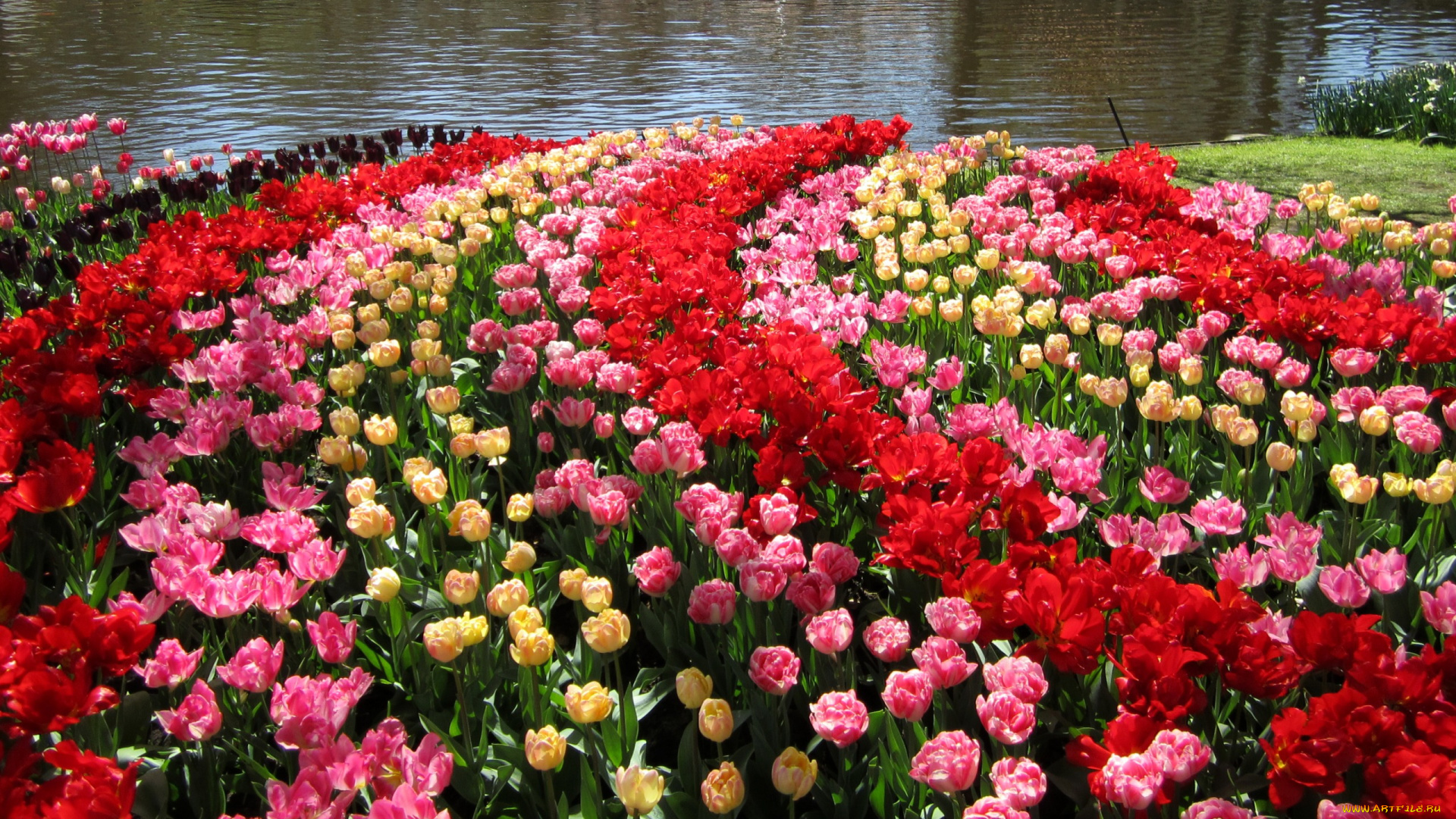 цветы, тюльпаны, нидерланды, keukenhof, gardens, сад, пруд, разноцветные