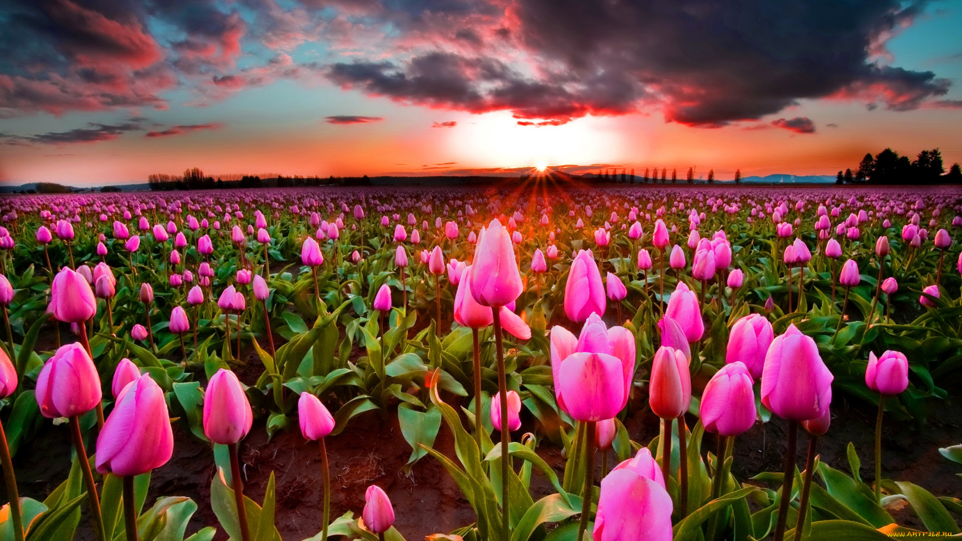 цветы, тюльпаны, поле, небо, закат