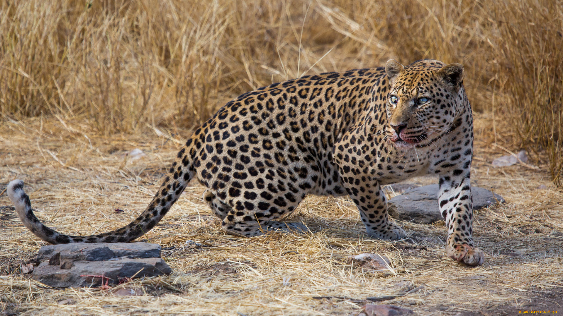 leopard, животные, леопарды, кошка