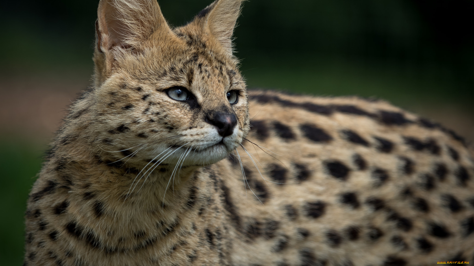 serval, животные, сервалы, сервал