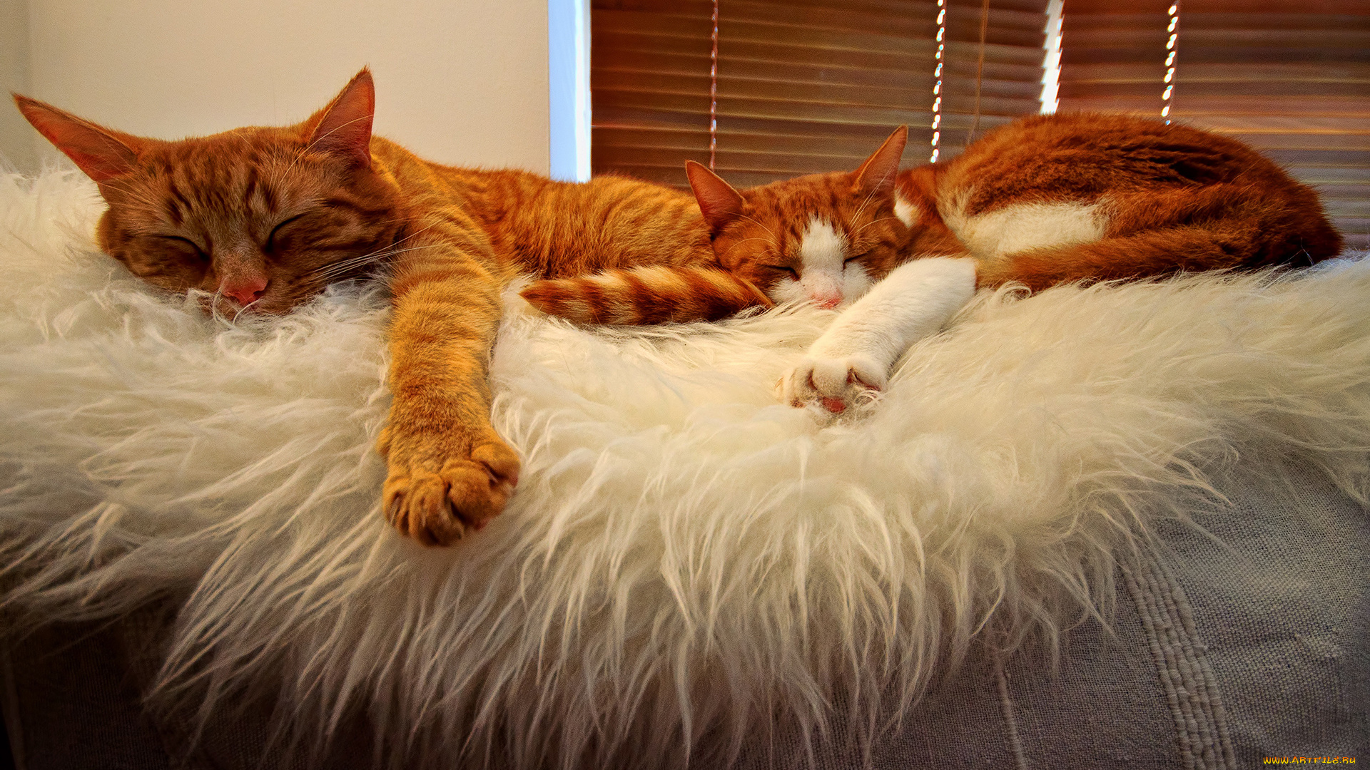 животные, коты, cats, tabbies, orange, sleeping, buddies