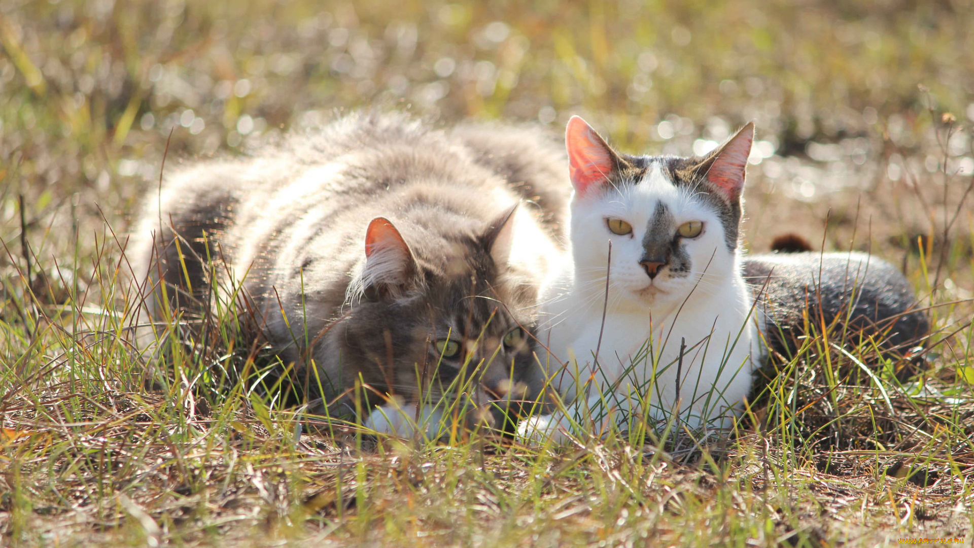 животные, коты, коте, кошки, пара, друзья, фон