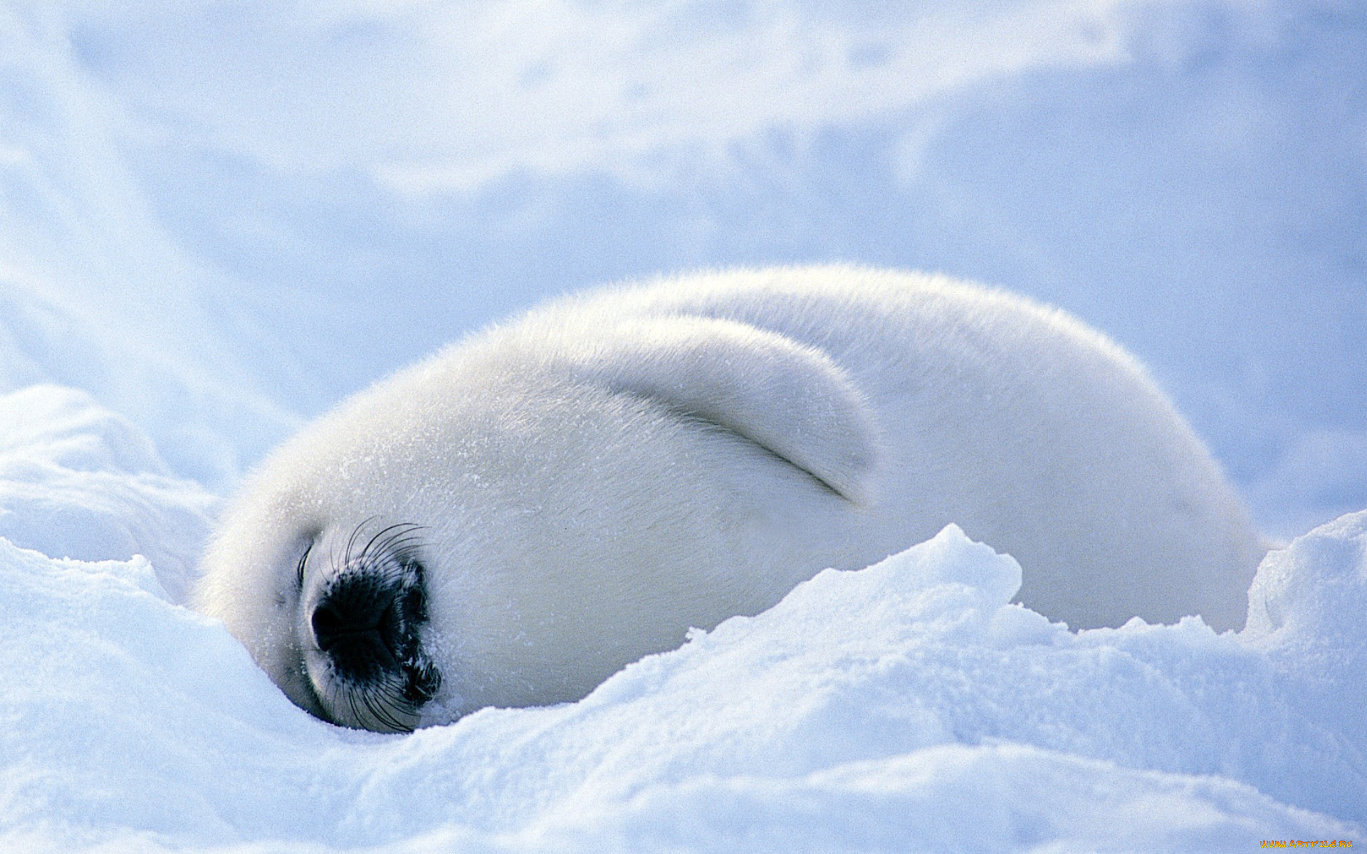 животные, тюлени, , морские, львы, , морские, котики, отдых, сон, белек, снег