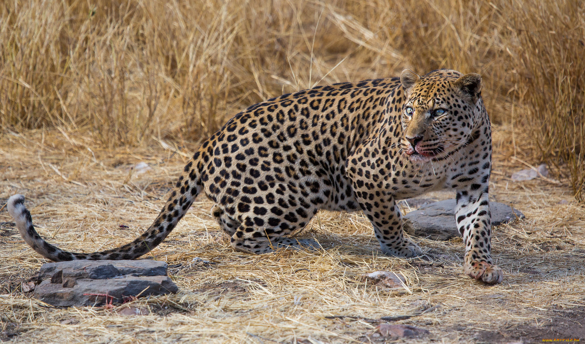 leopard, животные, леопарды, кошка