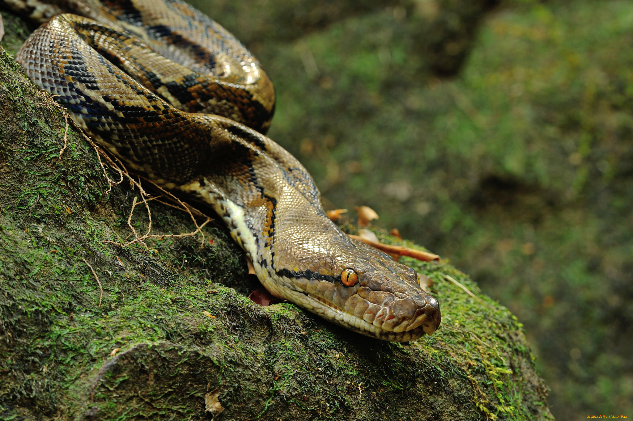 Книга рекордов природы рептилий самый. Удав сетчатый питон. Змея сетчатый питон. Тиморский питон. Змея тропические питон.