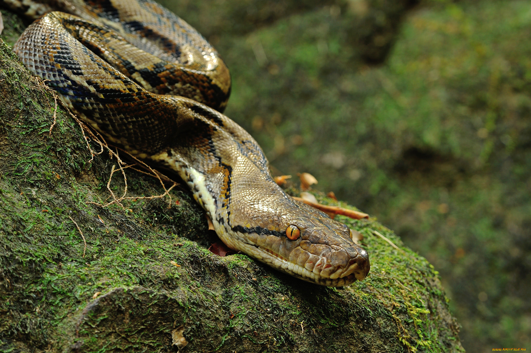 Snakes are longer. Удав сетчатый питон. Змея сетчатый питон. Тиморский питон. Змея тропические питон.