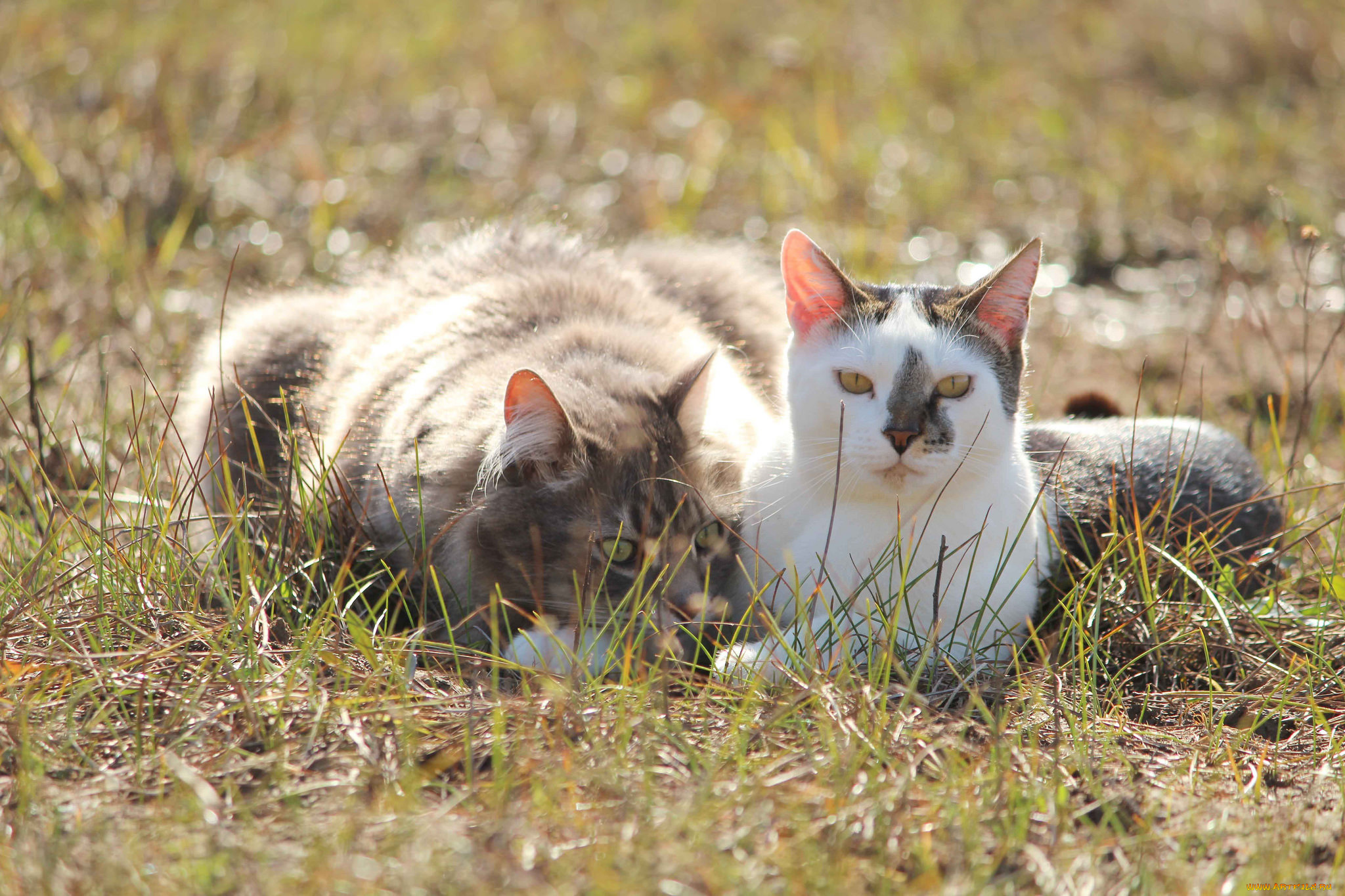 животные, коты, коте, кошки, пара, друзья, фон