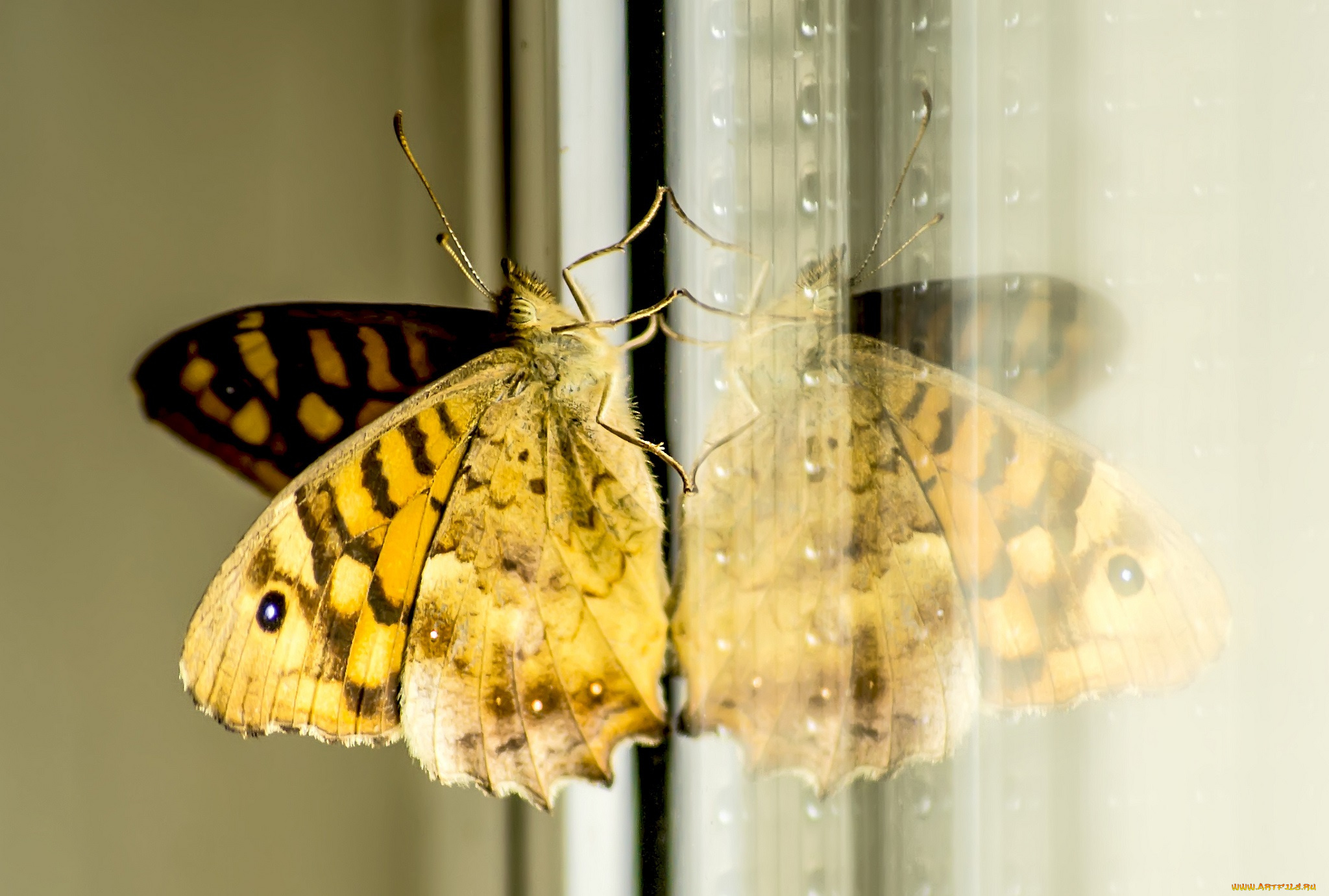животные, бабочки, , мотыльки, , моли, крылья, макро, бабочка, отражение