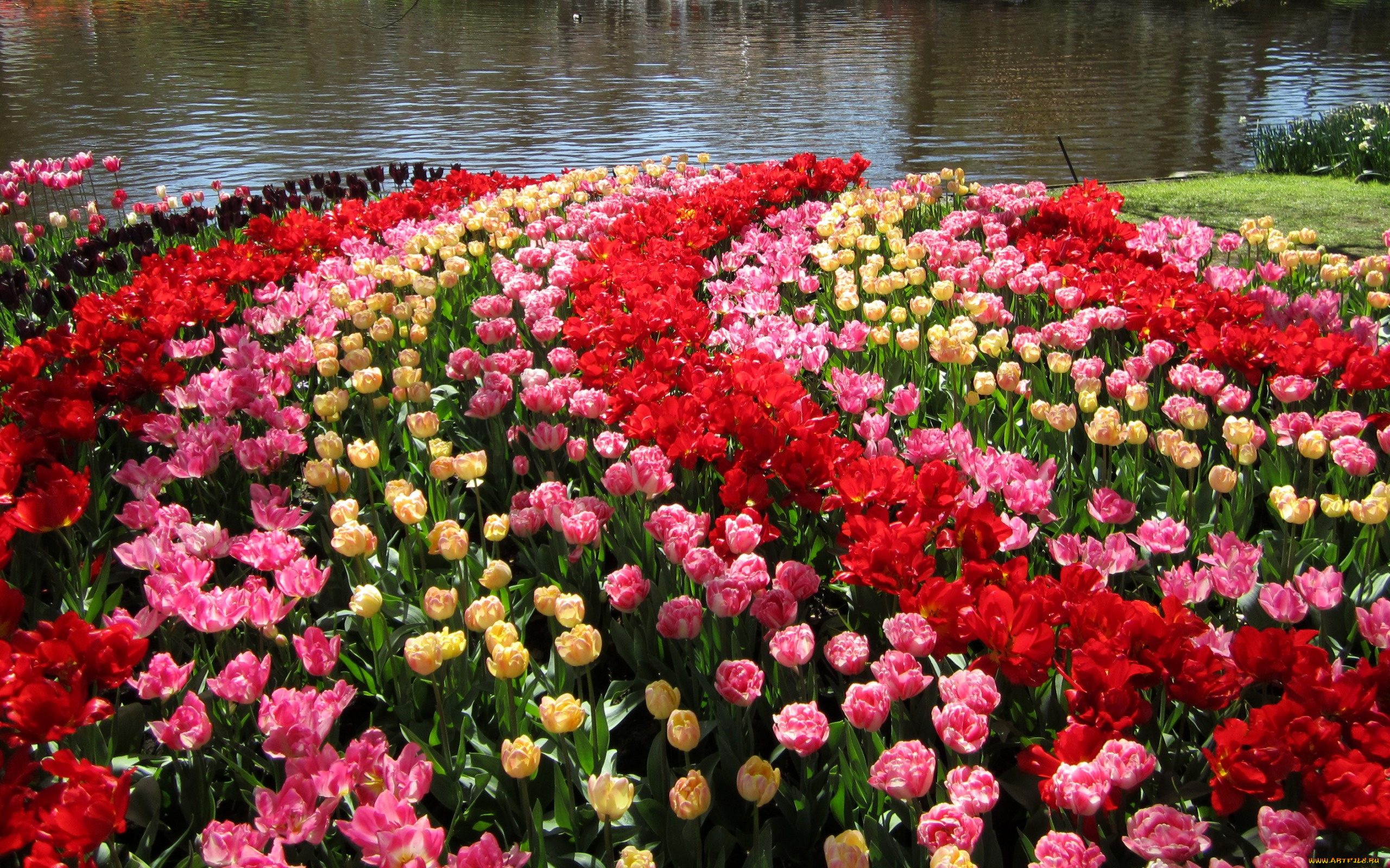 цветы, тюльпаны, нидерланды, keukenhof, gardens, сад, пруд, разноцветные