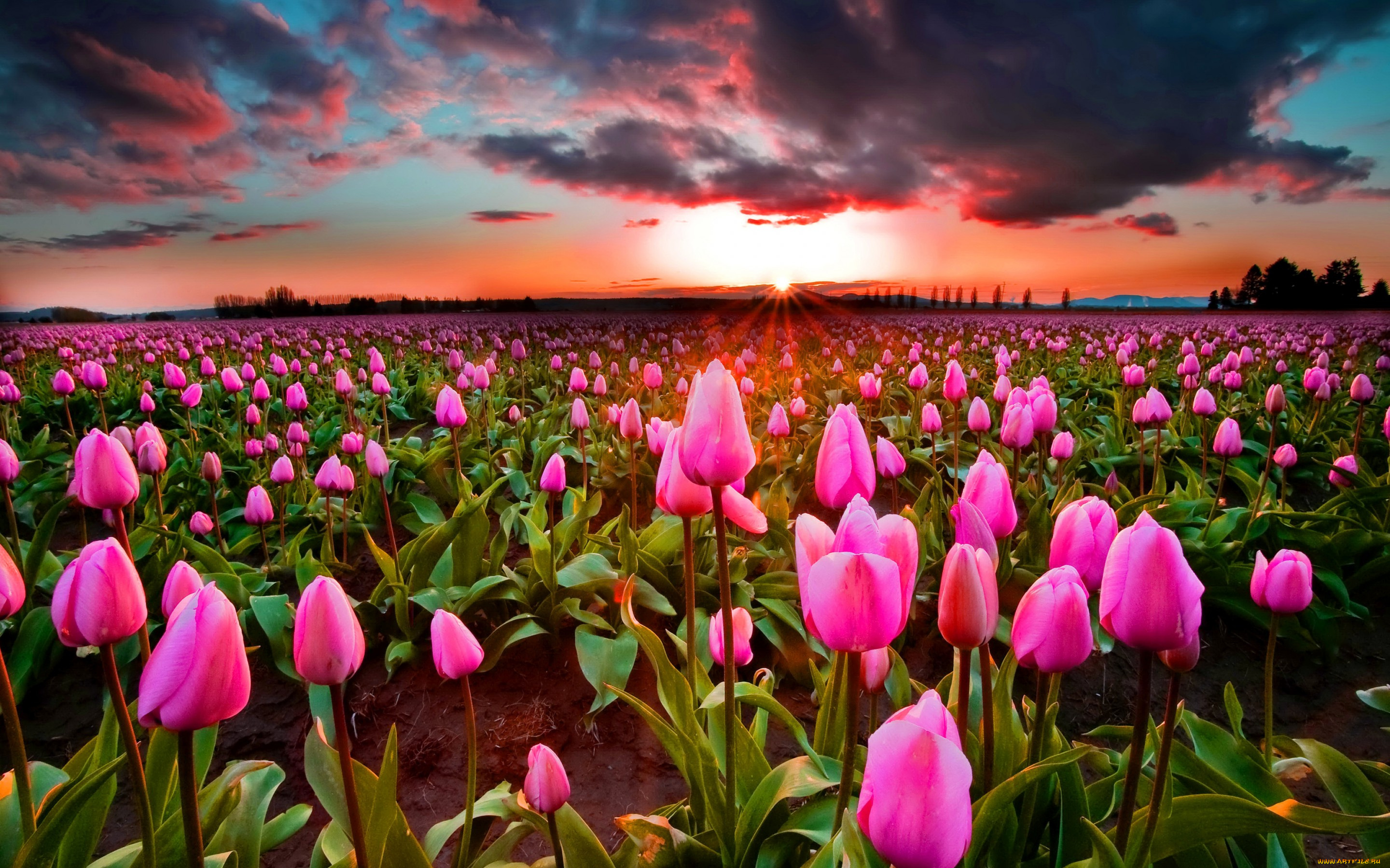 цветы, тюльпаны, поле, небо, закат