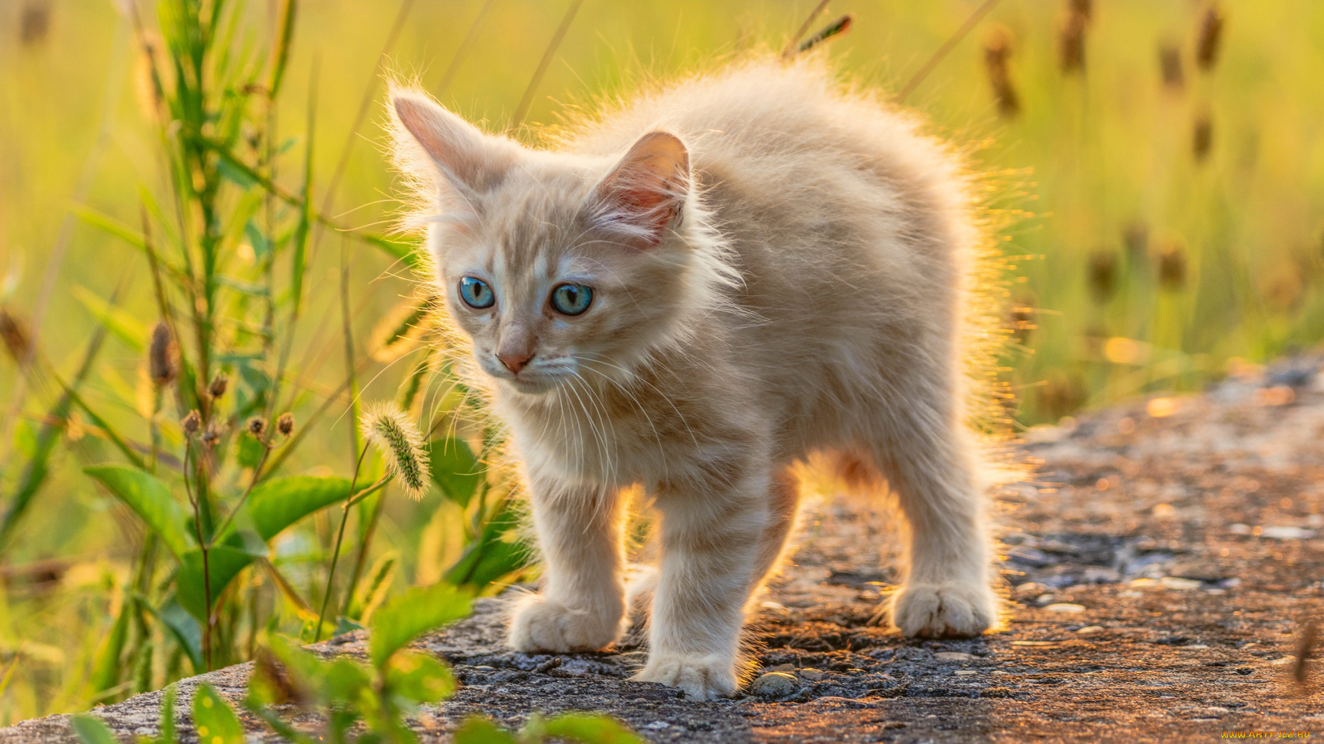 животные, коты, котёнок, малыш, рыжий