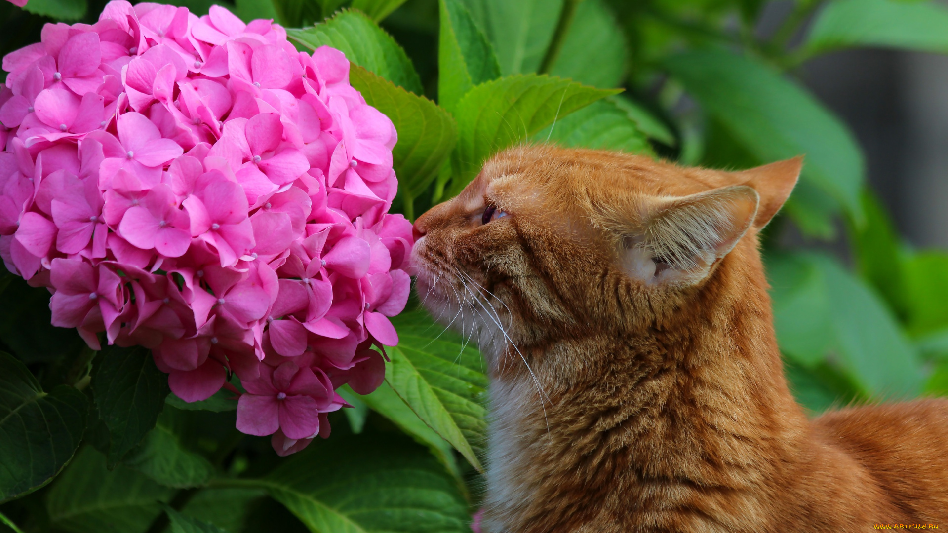 животные, коты, природа, кот, красота, лето, питомцы, кошки, гортензия, дача, цветы, стёпка, рыжий, степан
