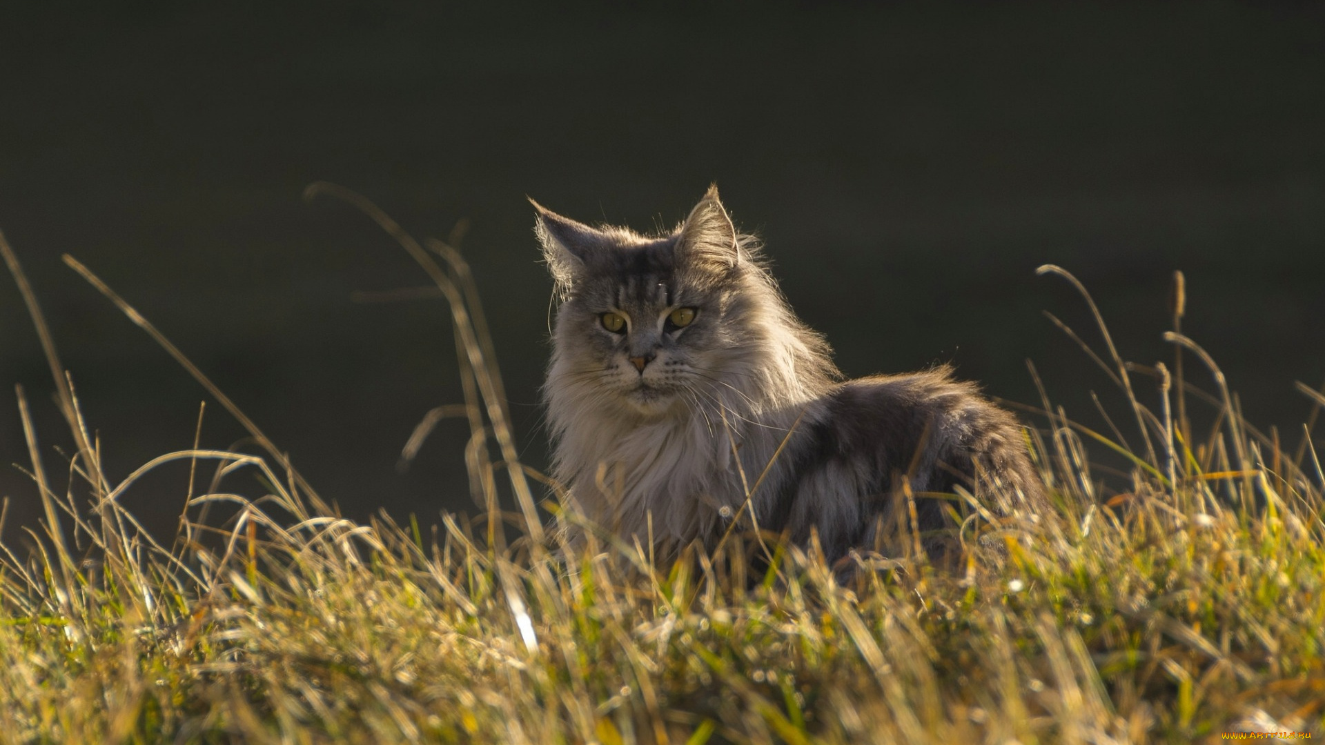 животные, коты, растение