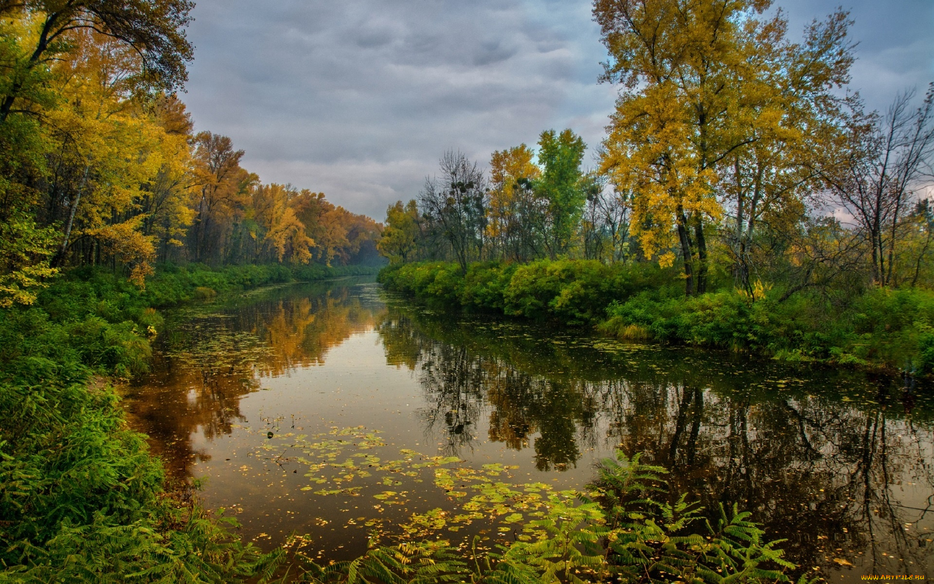 природа, реки, озера, река, осенние, листья, лес, деревья, михаил, msh, осень, берег