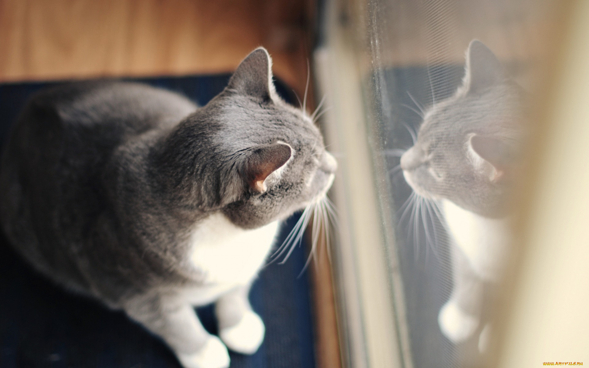 животные, коты, отражение, окно