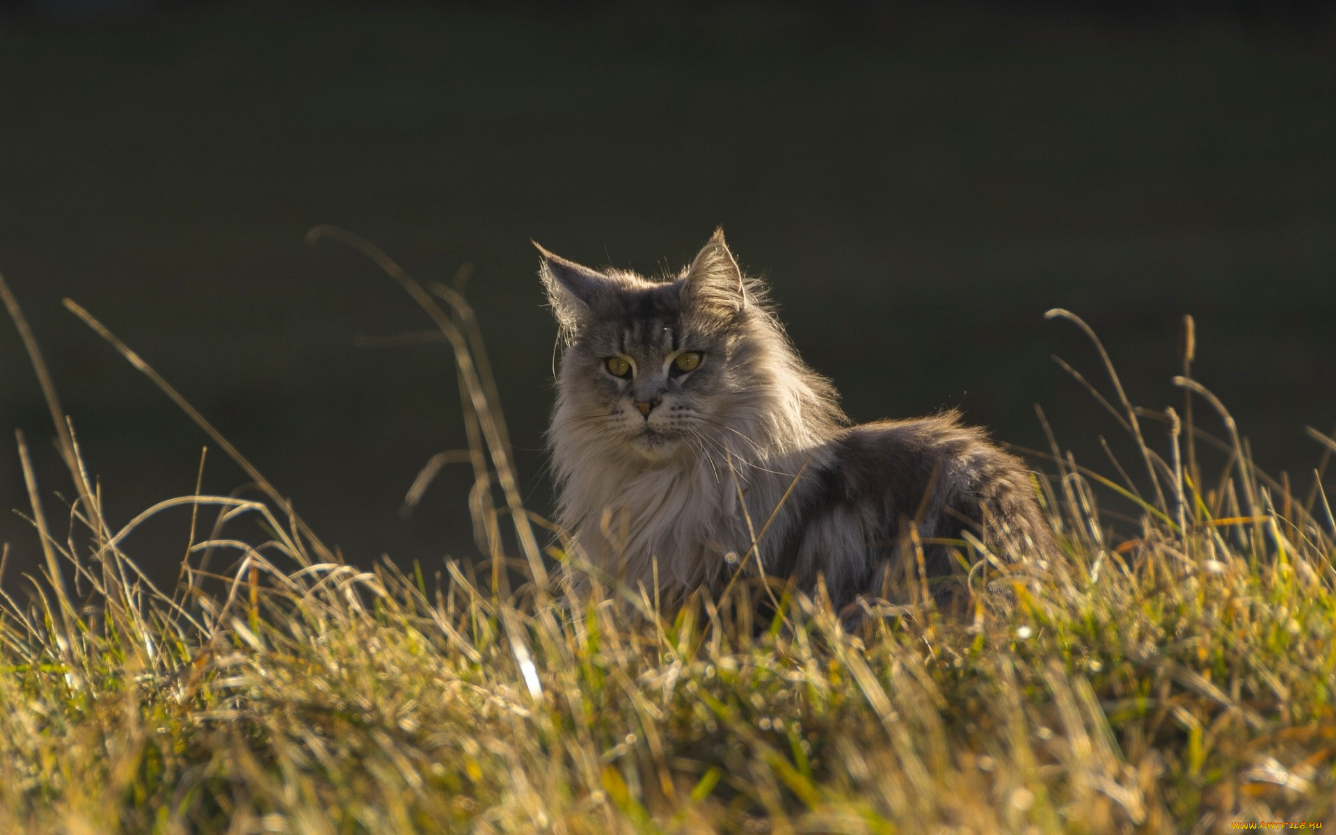 животные, коты, растение