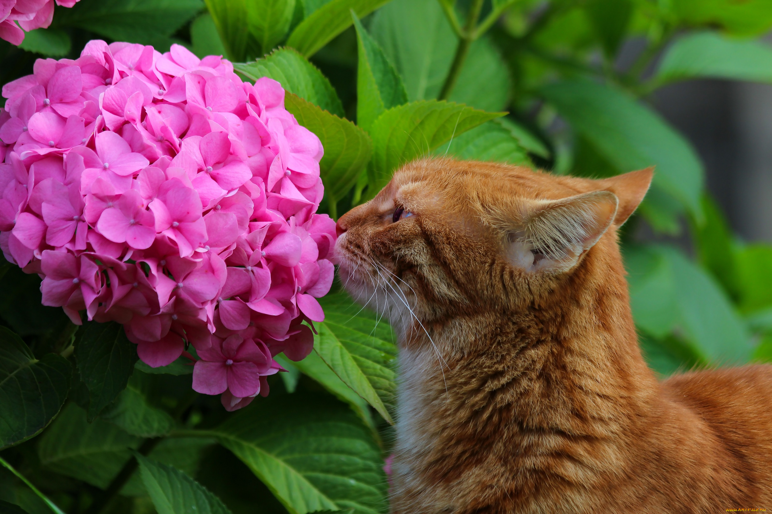 животные, коты, природа, кот, красота, лето, питомцы, кошки, гортензия, дача, цветы, стёпка, рыжий, степан