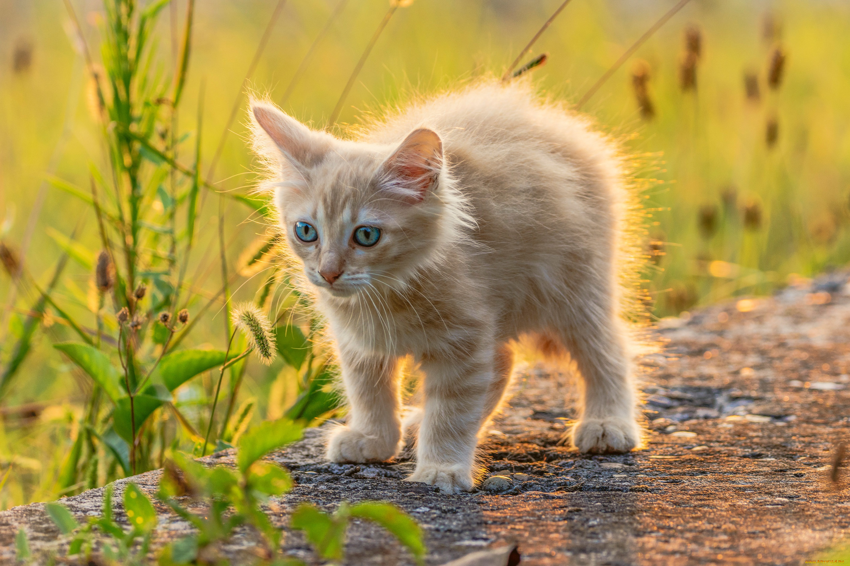 животные, коты, котёнок, малыш, рыжий